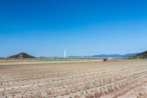 株式会社藤村農園,藤村敏浩,二島野菜,苗,幸崎干拓,山口県山口市秋穂二島,