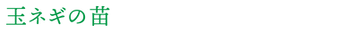 株式会社藤村農園,藤村敏浩,二島野菜,苗,幸崎干拓,山口県山口市秋穂二島,強い苗,玉ネギ,