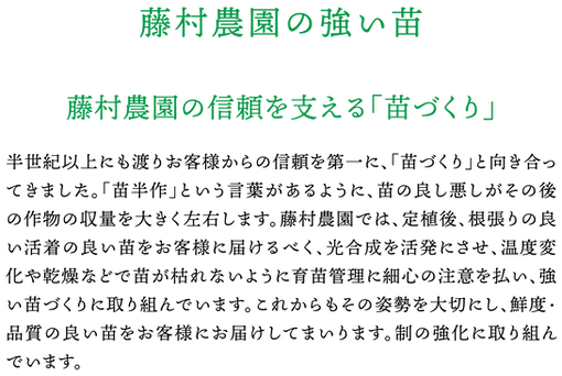 株式会社藤村農園,藤村敏浩,二島野菜,苗,幸崎干拓,山口県山口市秋穂二島,強い苗,