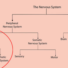 Nervous System Regulation