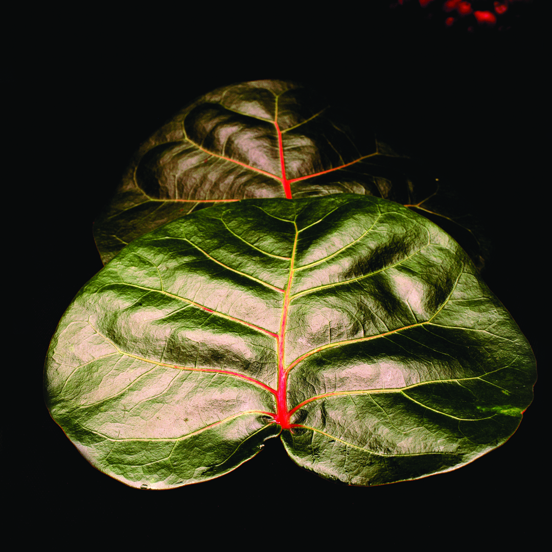 Hoja de Uva de Playa