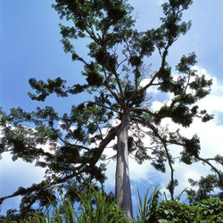 Altos Árboles