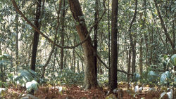Terreno Cálido