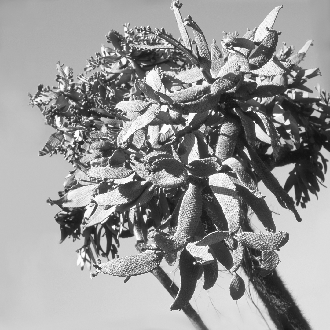 Solitario