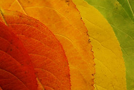 AdobeStock_1489258.jpeg