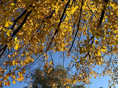 Autumn Leaves.JPEG