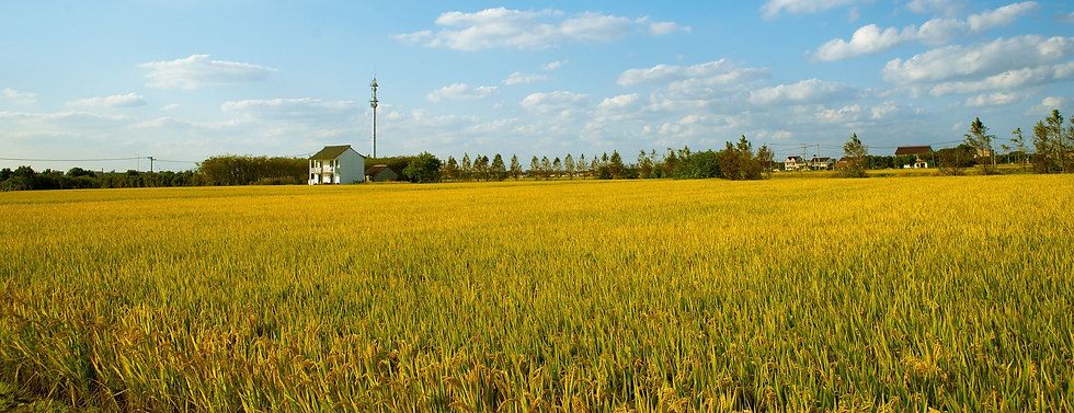 rice-6739558_1920_edited.png
