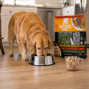 Why Maintaining a Healthy Weight for Dogs Matters