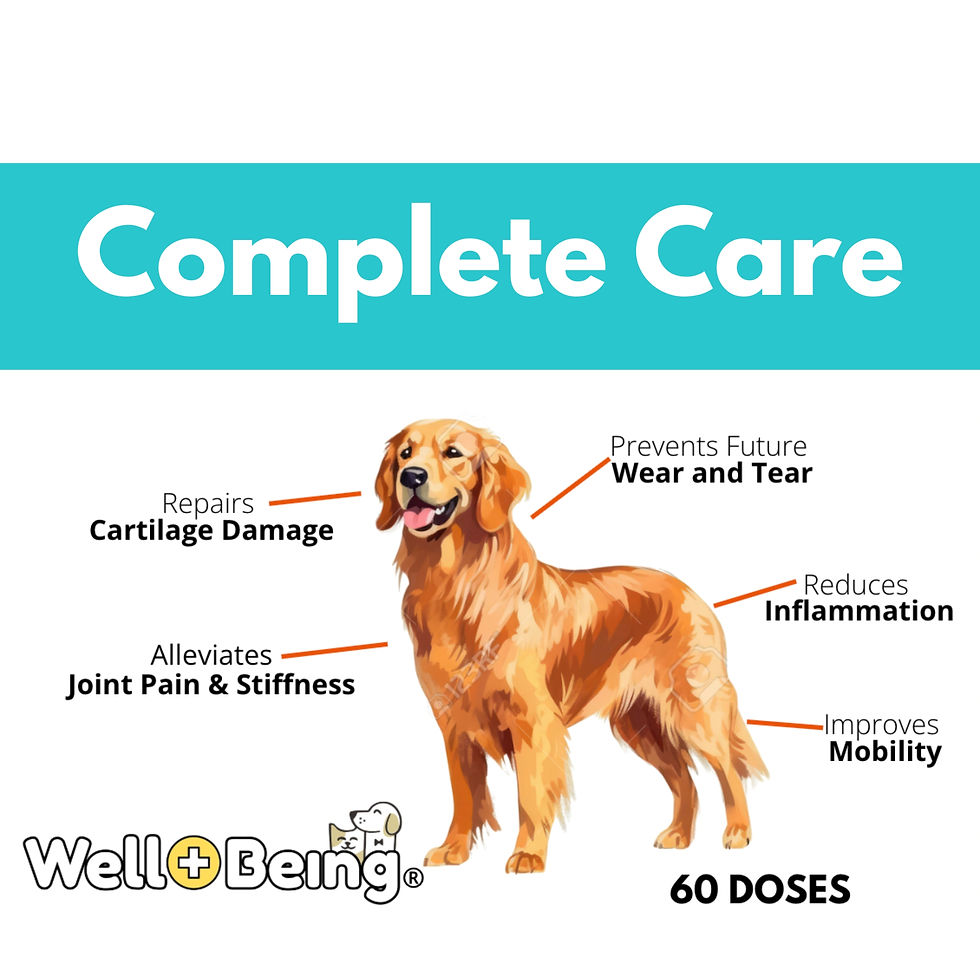 Thumbnail: Professional Joint Health Support: Glucosamine, Chondroitin, Collagen, MSM