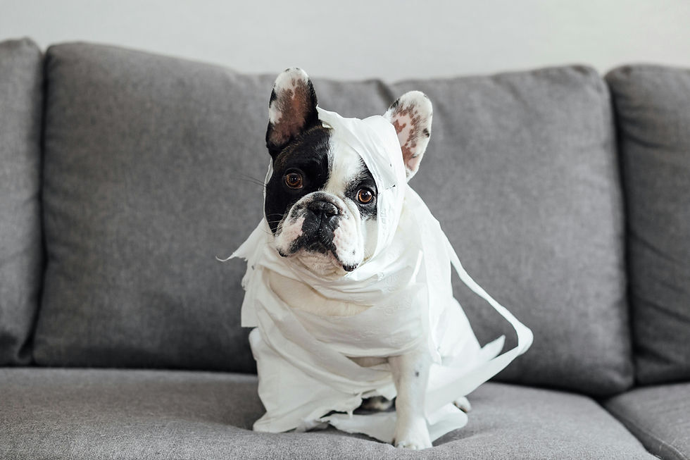 There can be many causes of diarrhea in pets, but what you feed them can help soothe their symptoms.