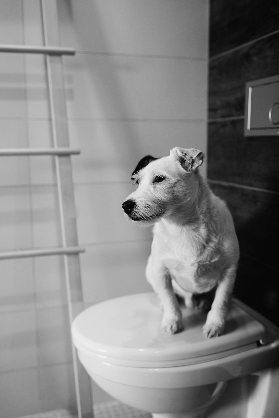 A bland diet, supplemented by foods like carrot, pumpkin, and sweet potato can help pets to handle digestive stress.