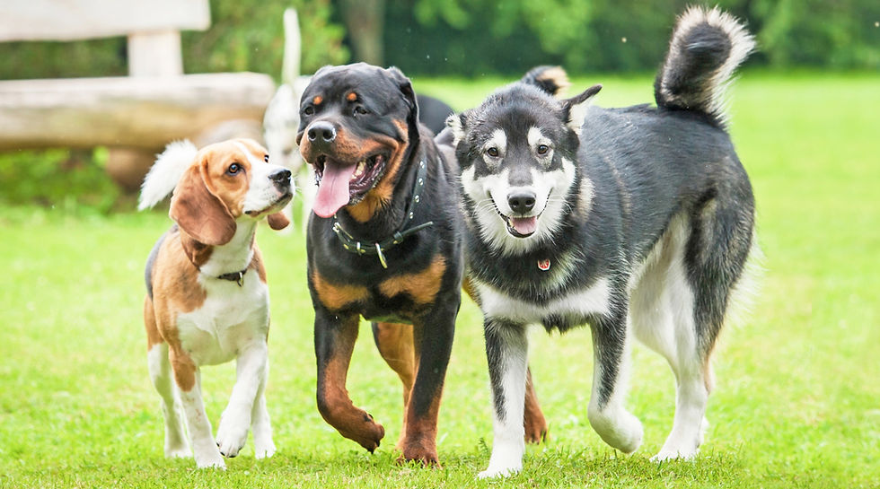 three adorable dog friends go for a walk at the park