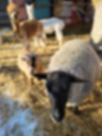 Messenger_creation_D2EECA7A-05F4-4C96-AC45-9FA17C17CB1C.jpeg