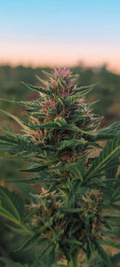 Leven Therapeutics - Outdoor Exotics Genetics