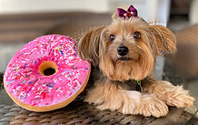 Pet Friendly Malu.JPG
