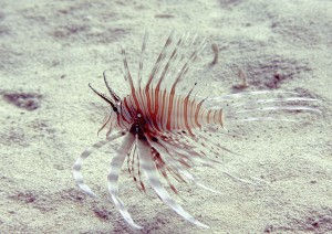 Marsa-Alam-Januar-2007-Marsa-Egla-0013