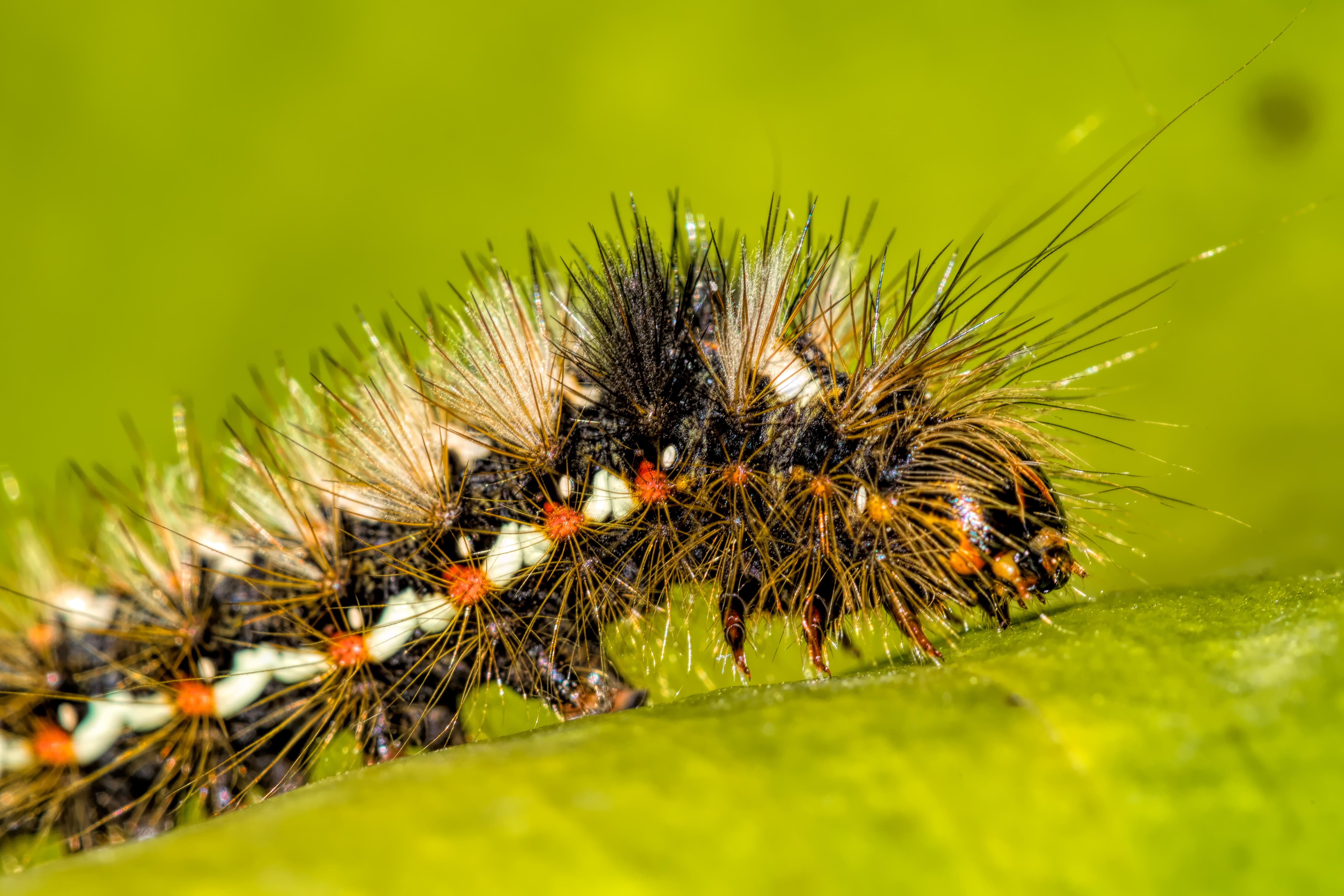 ACRONICTA RUMICIS