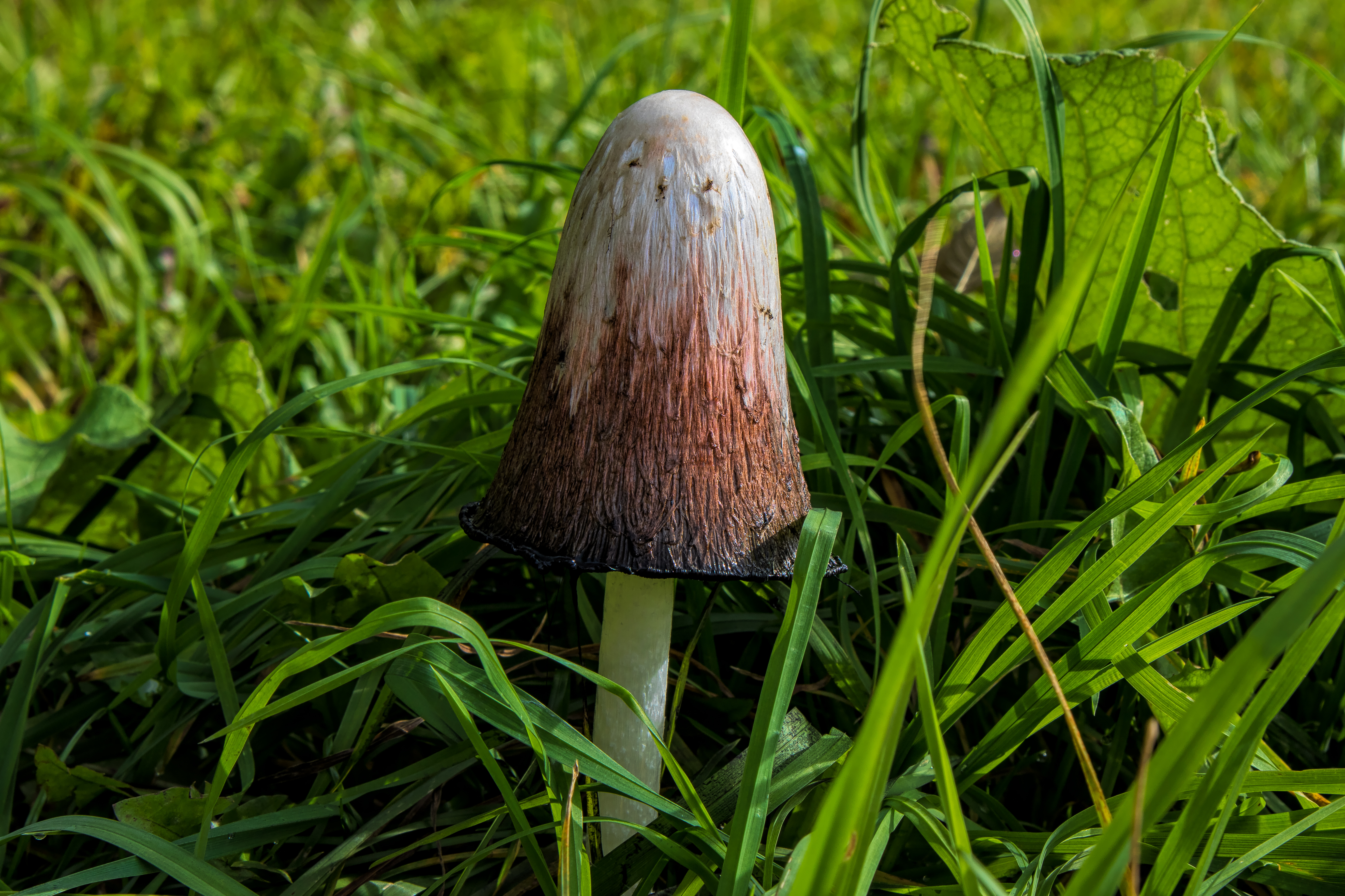 COPRINUS COMATUS