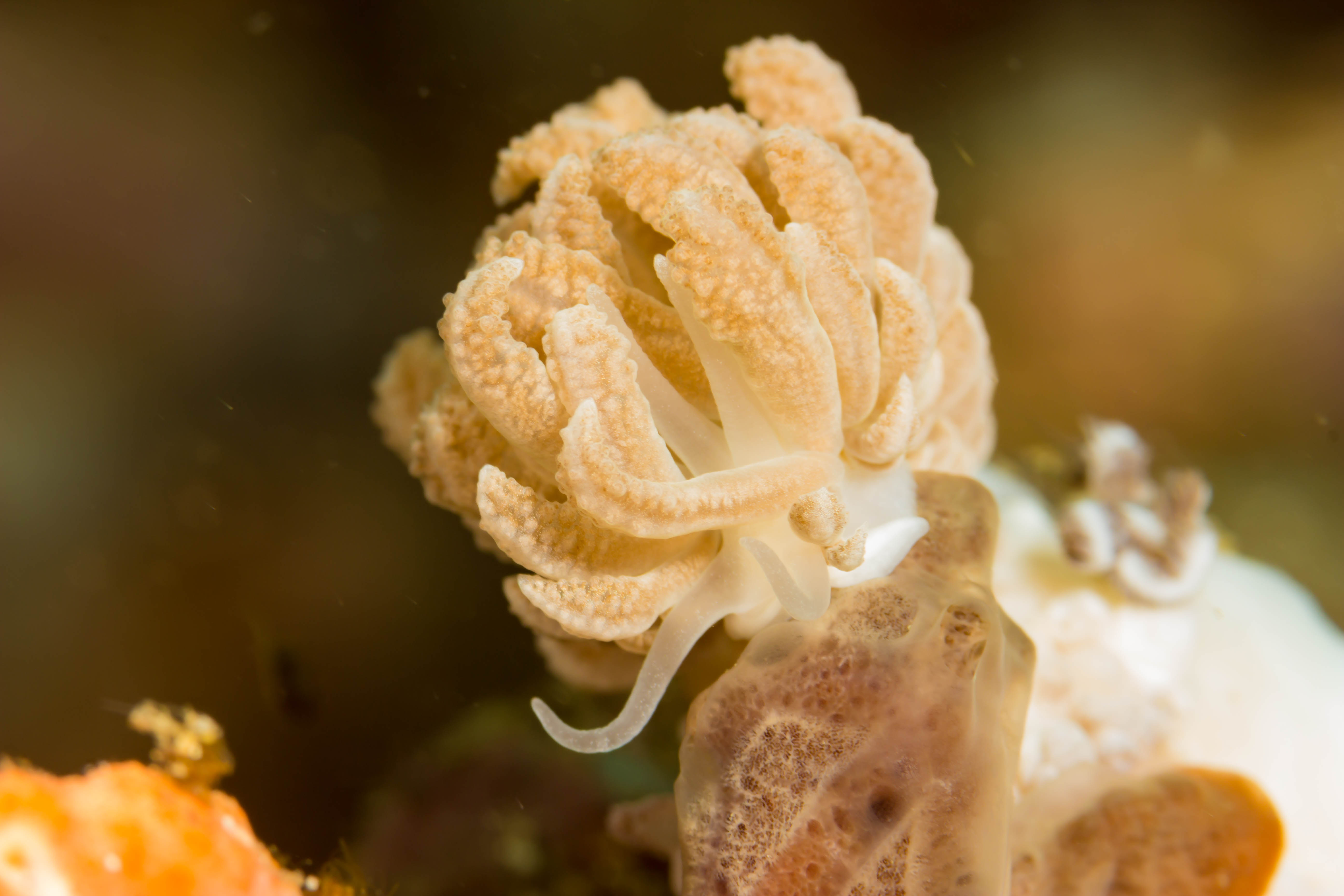 PHYLLODESMIUM CRYPTICUM