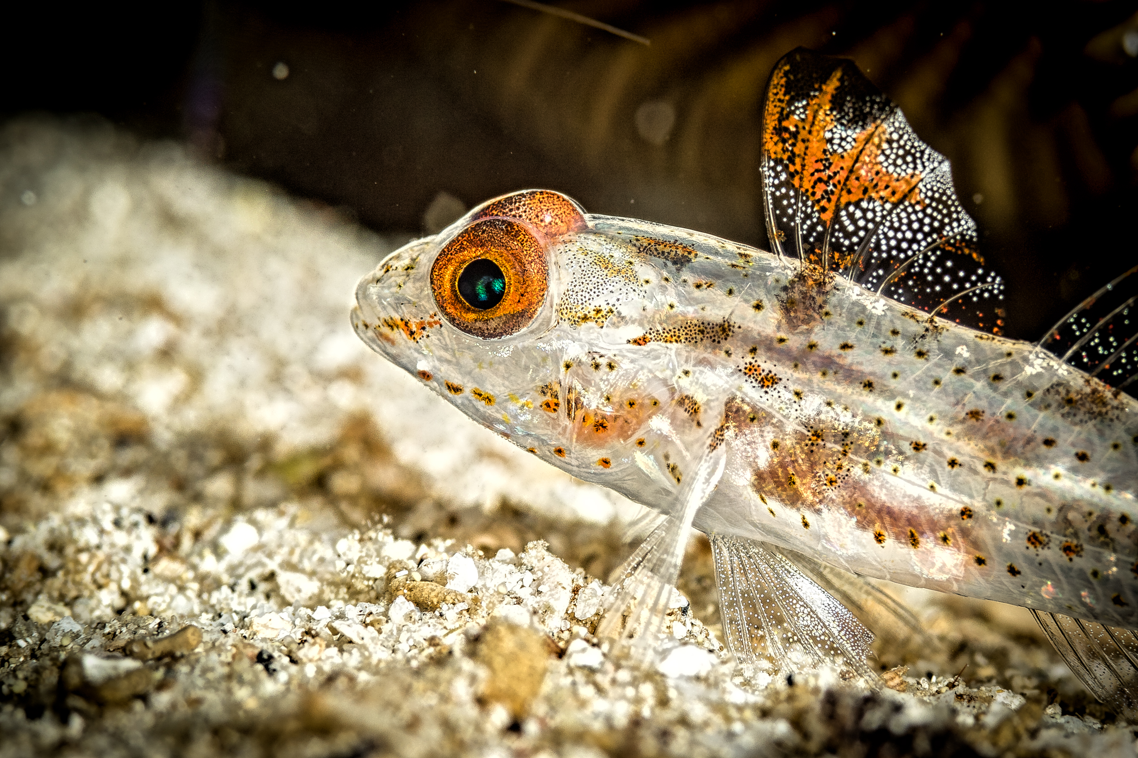 FUSIGOBIUS SIGNIPINNIS