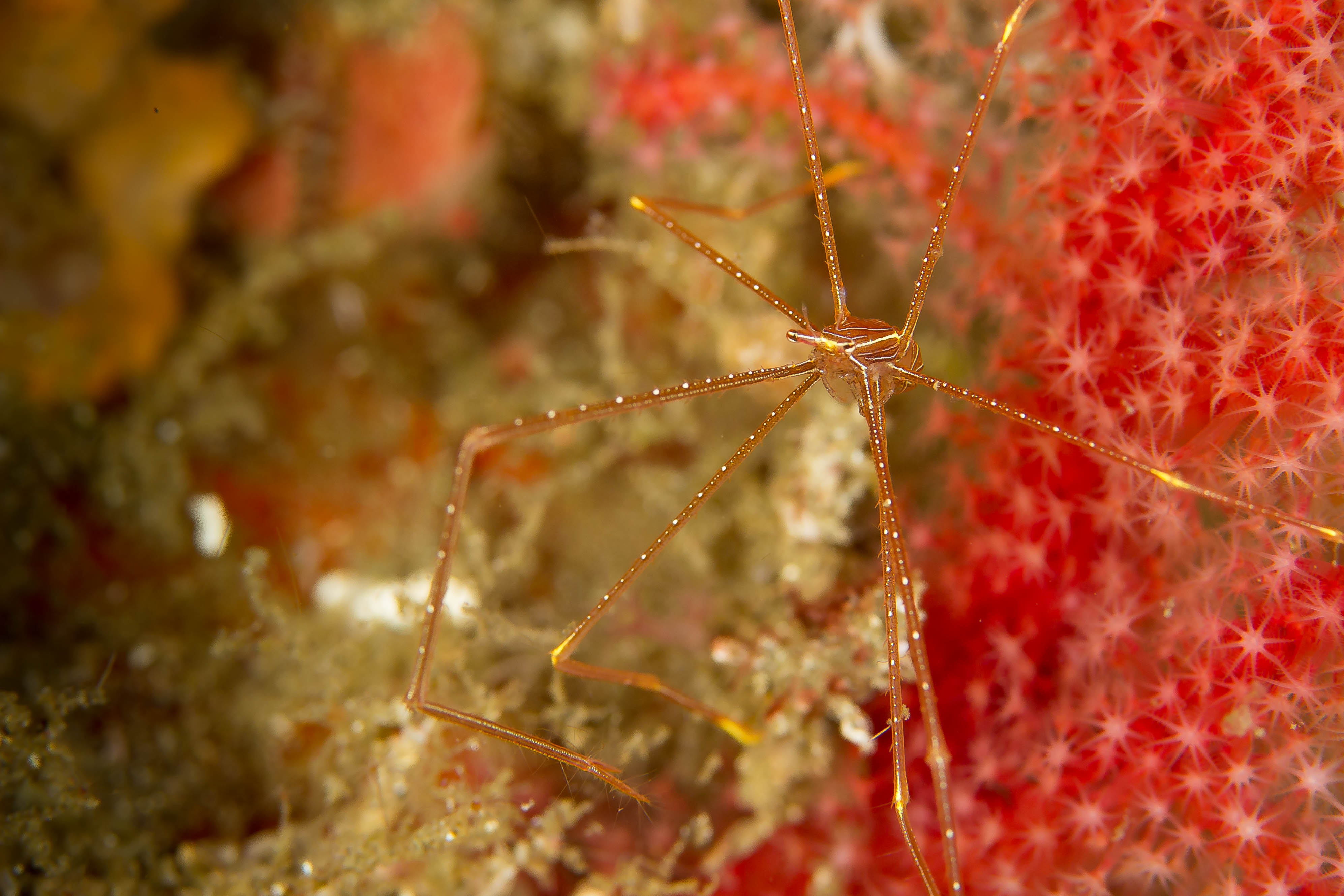 CHIROSTYLUS SANDYI