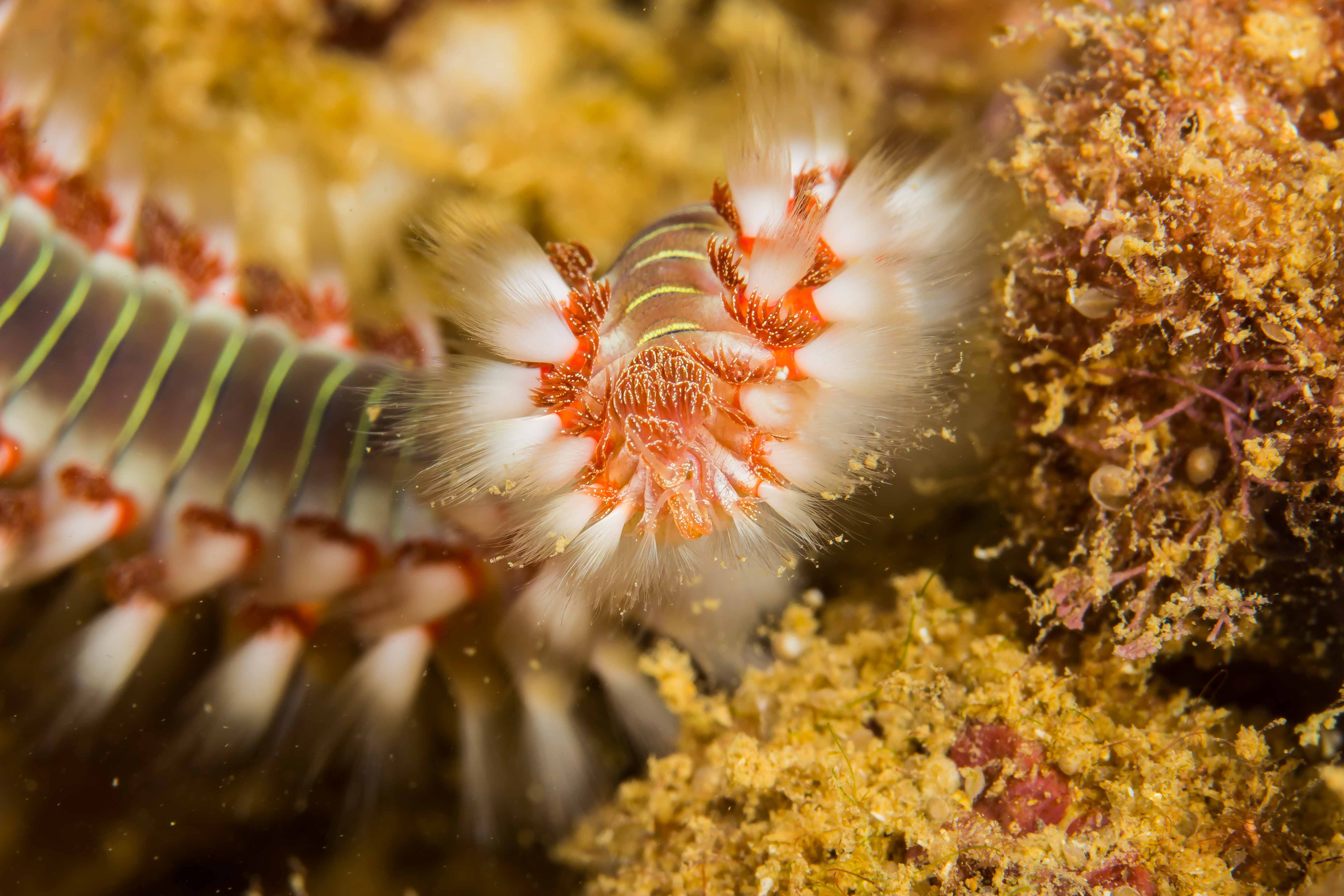 HERMODICE CARUNCULATA