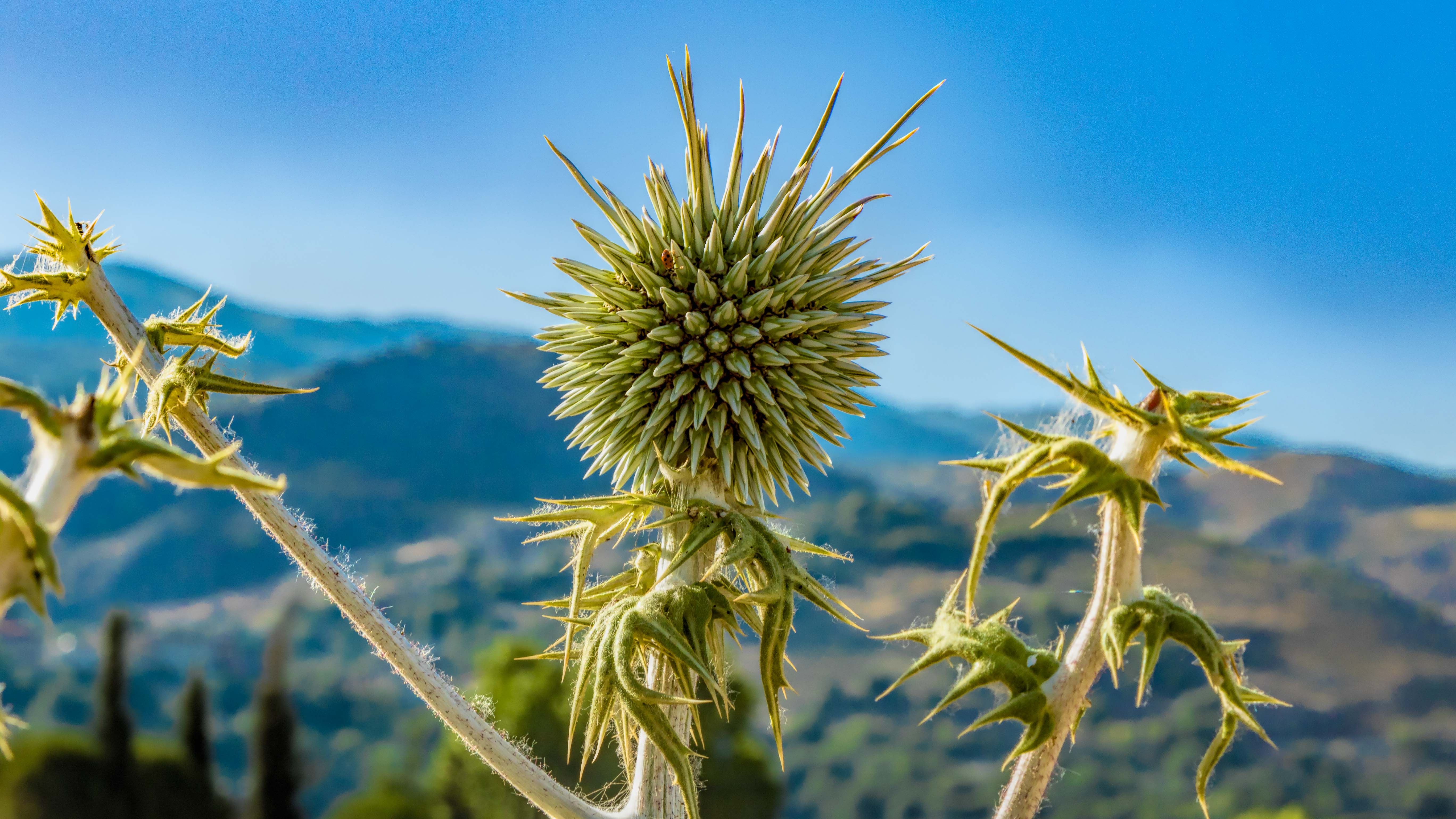 ECHINOPS BANNATICUS