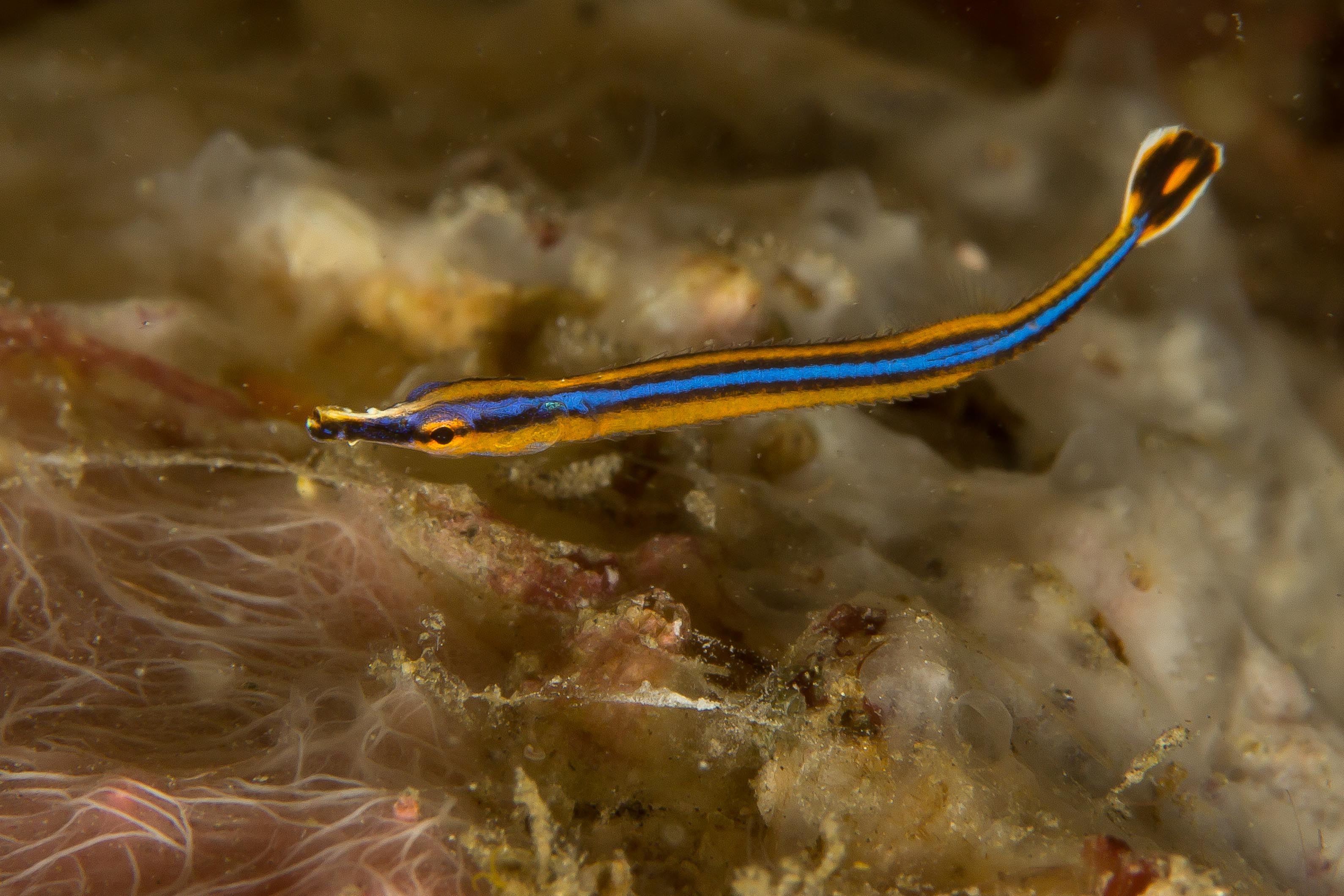 DORYHAMPHUS EXCISUS (40mm)