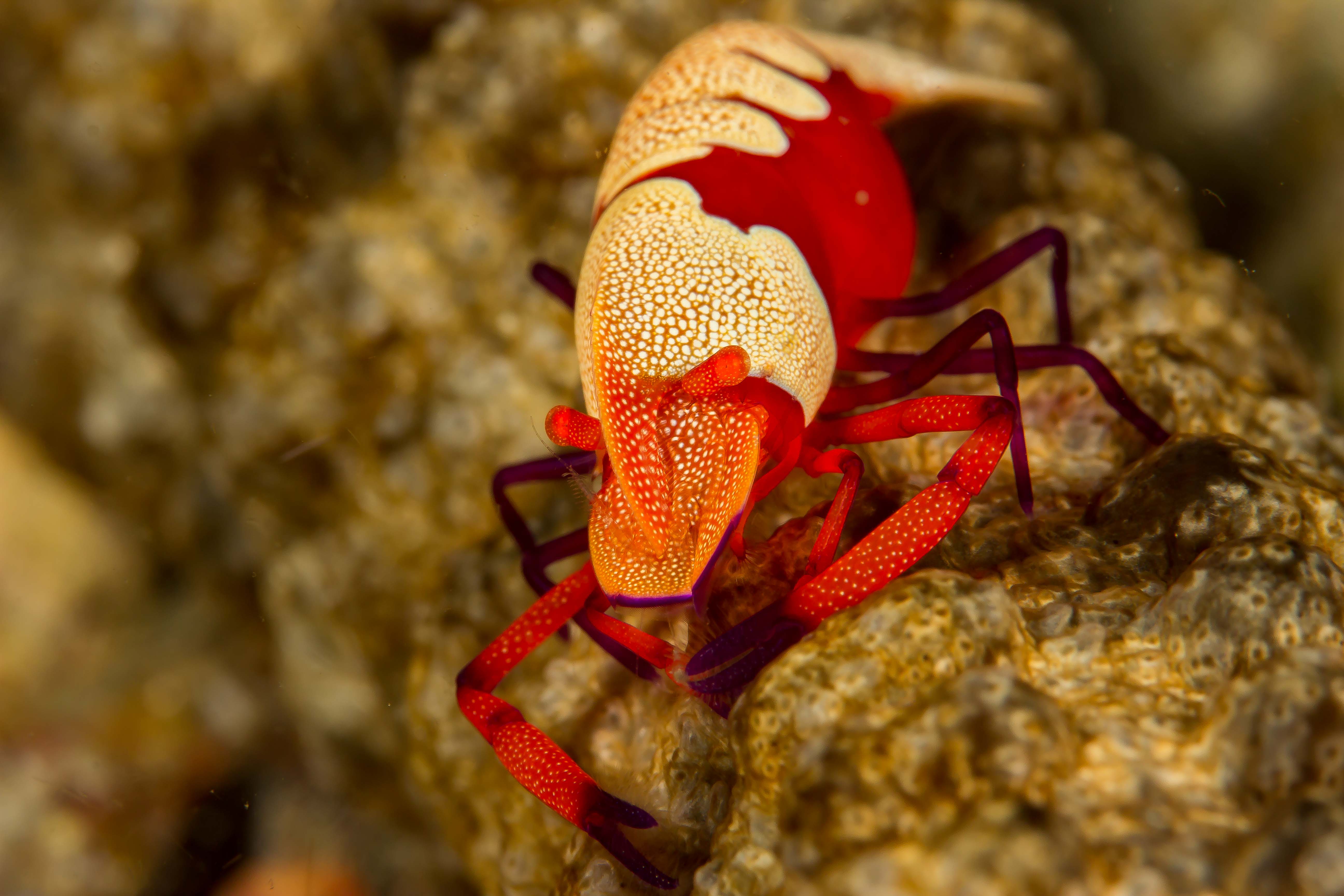 ZENOPONTONIA REX