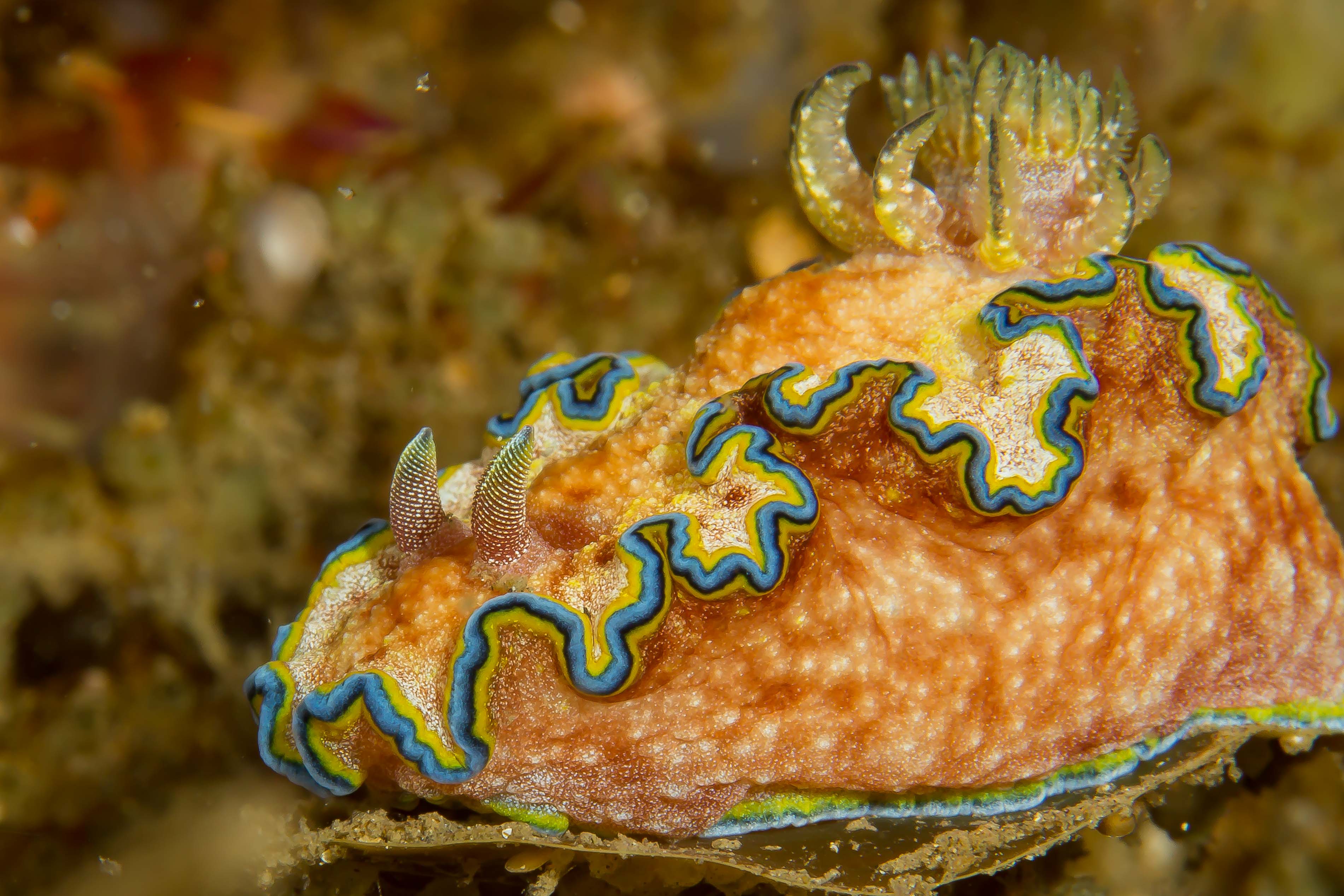 GLOSSODORIS CINCTA