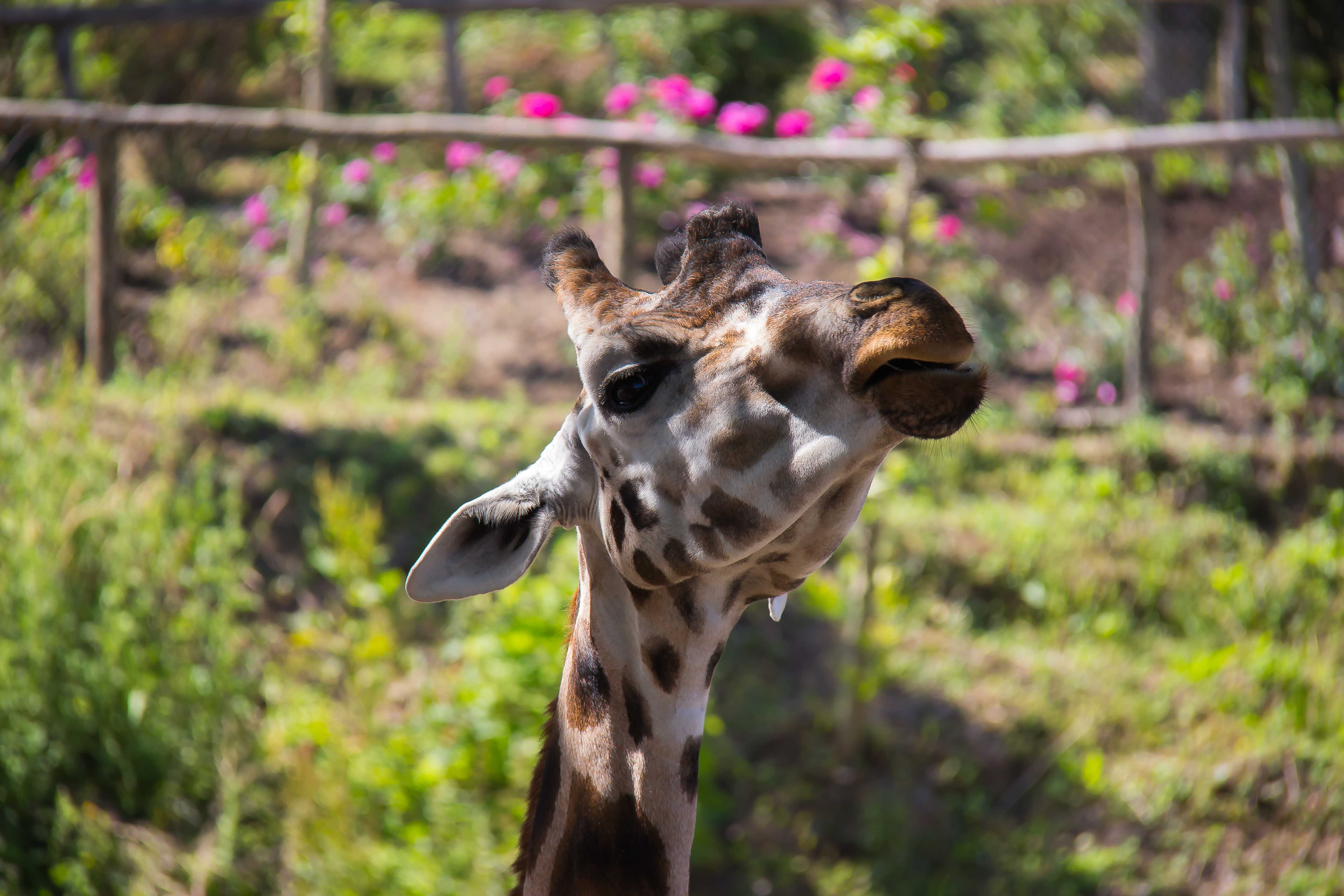 MR(S) GIRAFFE