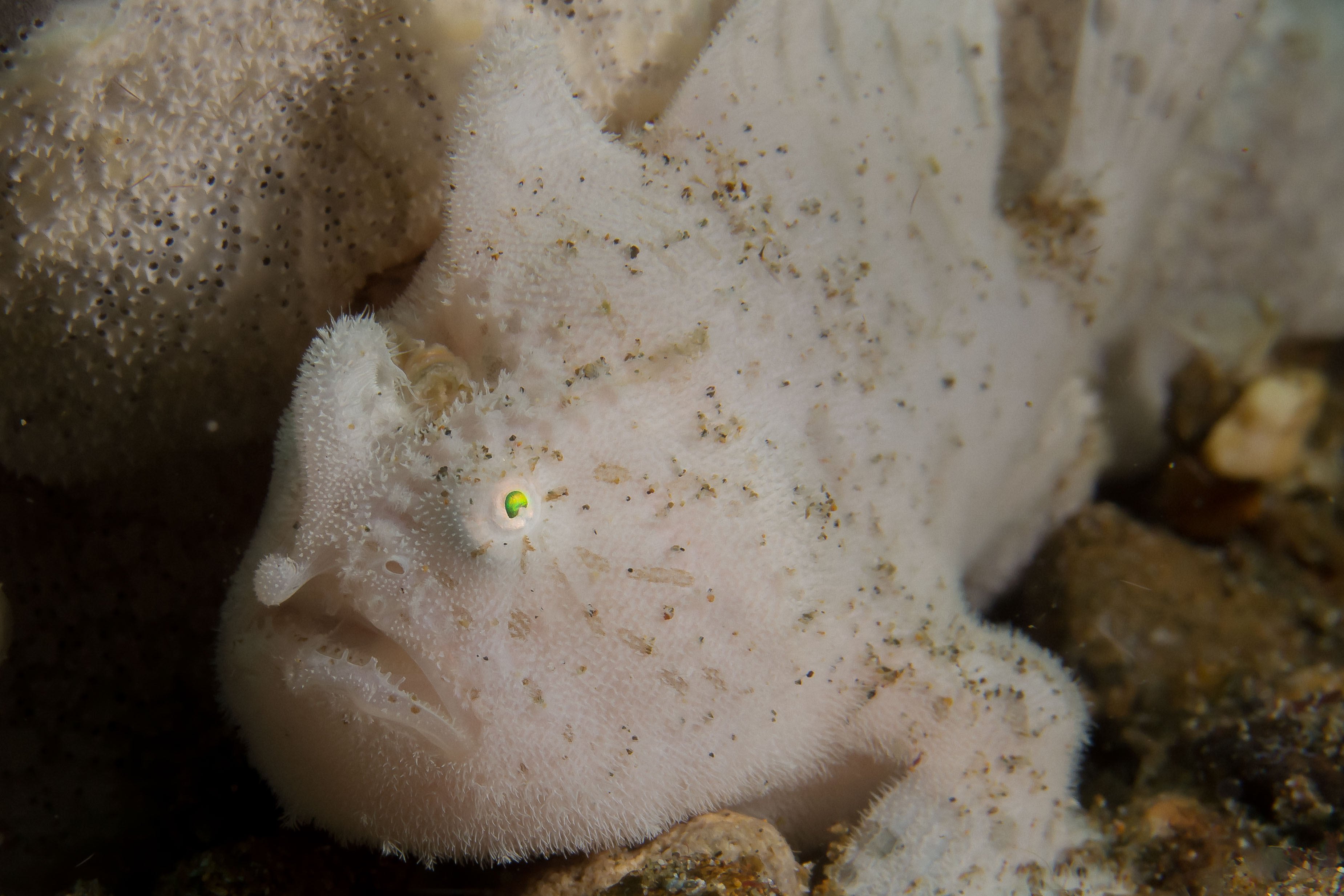 ANTENNARIUS STRIATUS