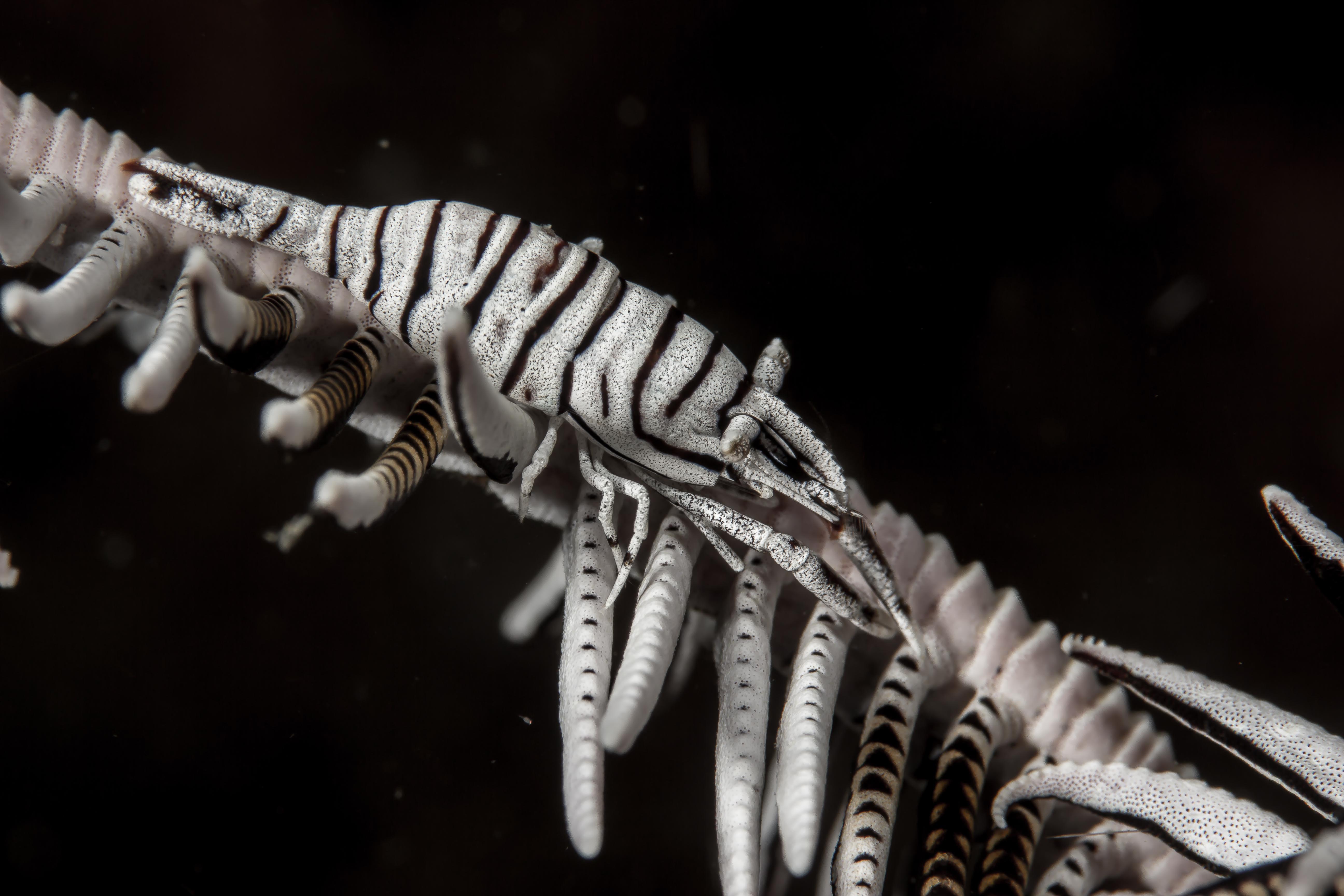 LAOMENES PARDUS