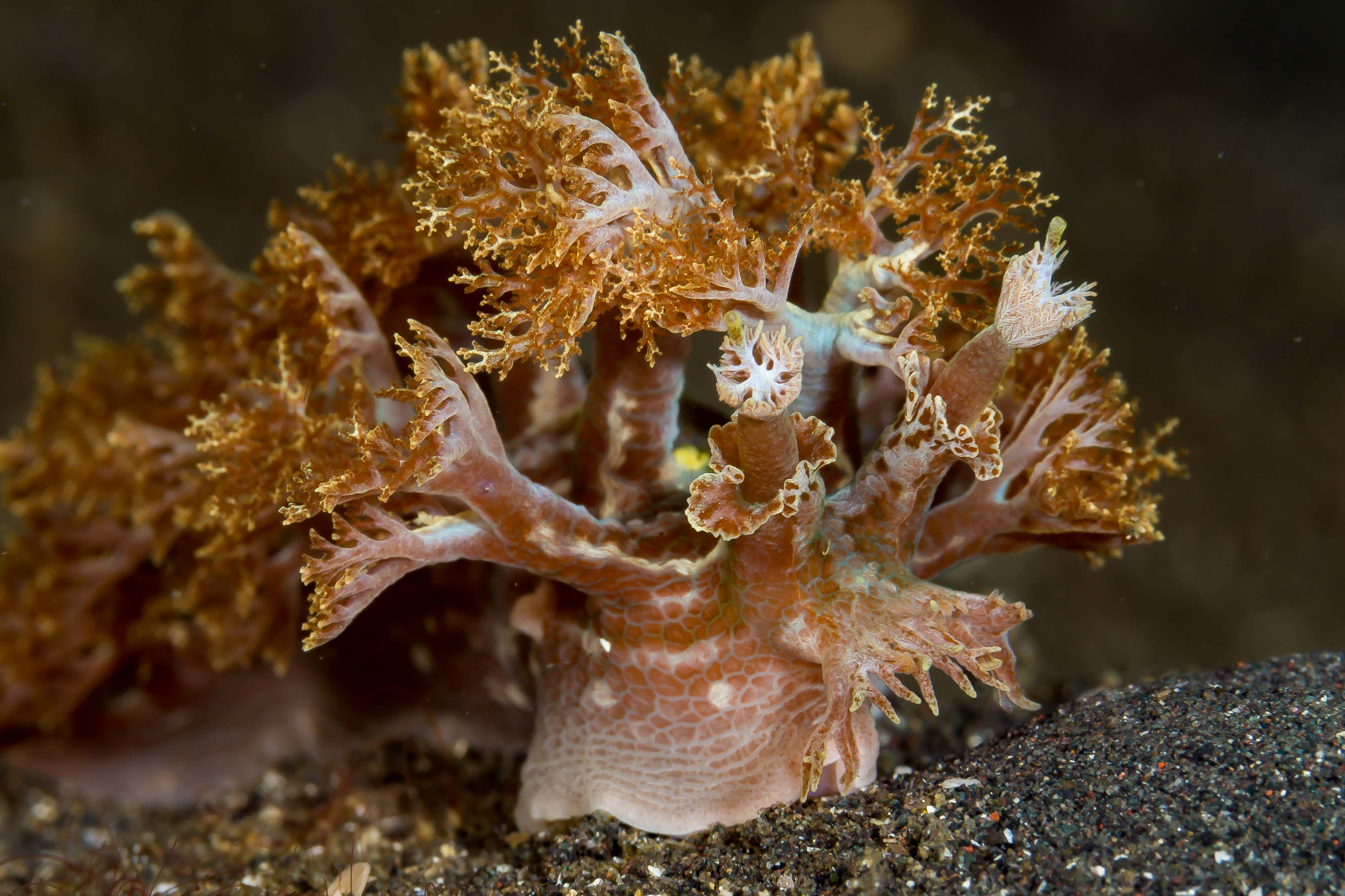 MARIONIA SP