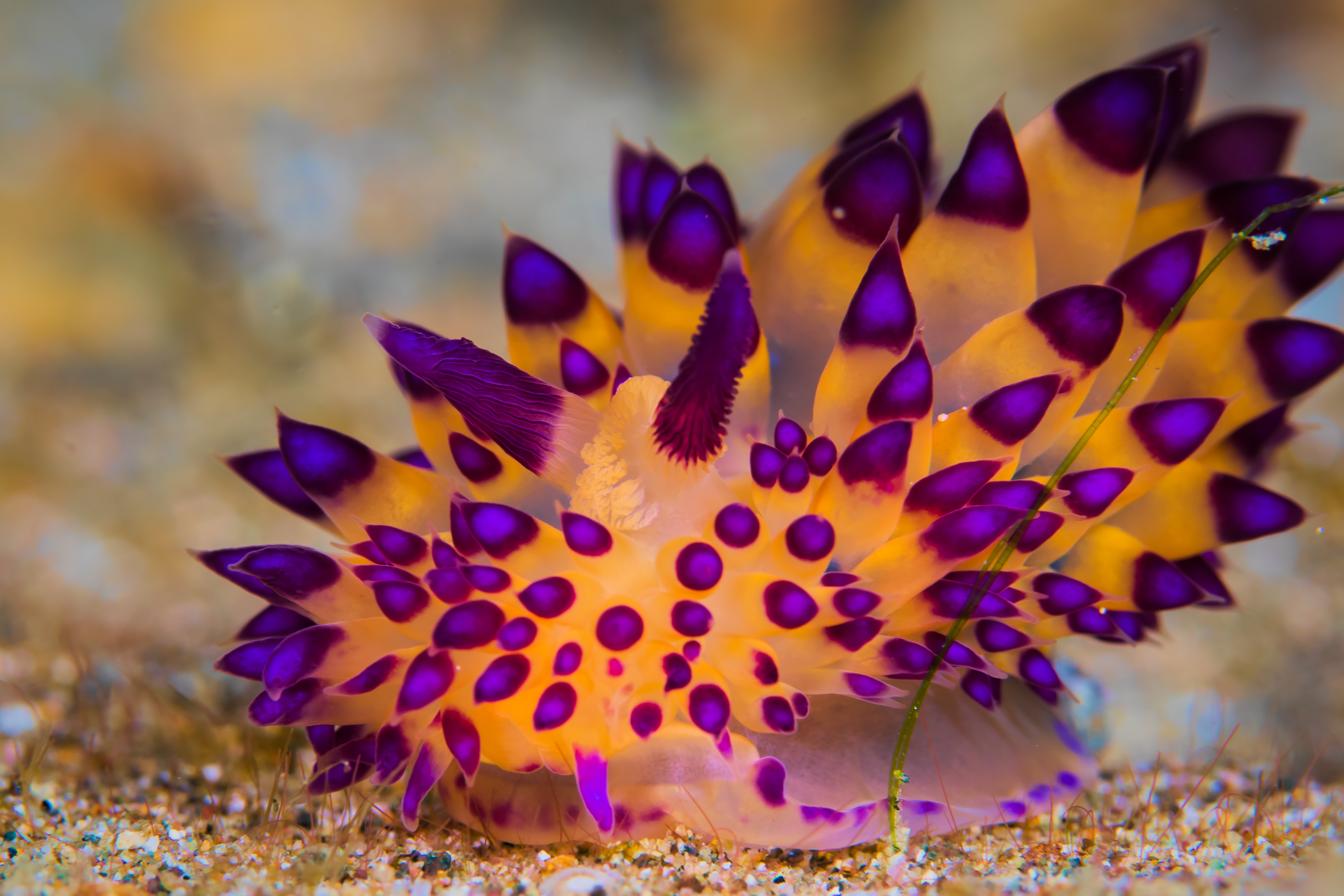 JANOLUS FLAVOANULATUS