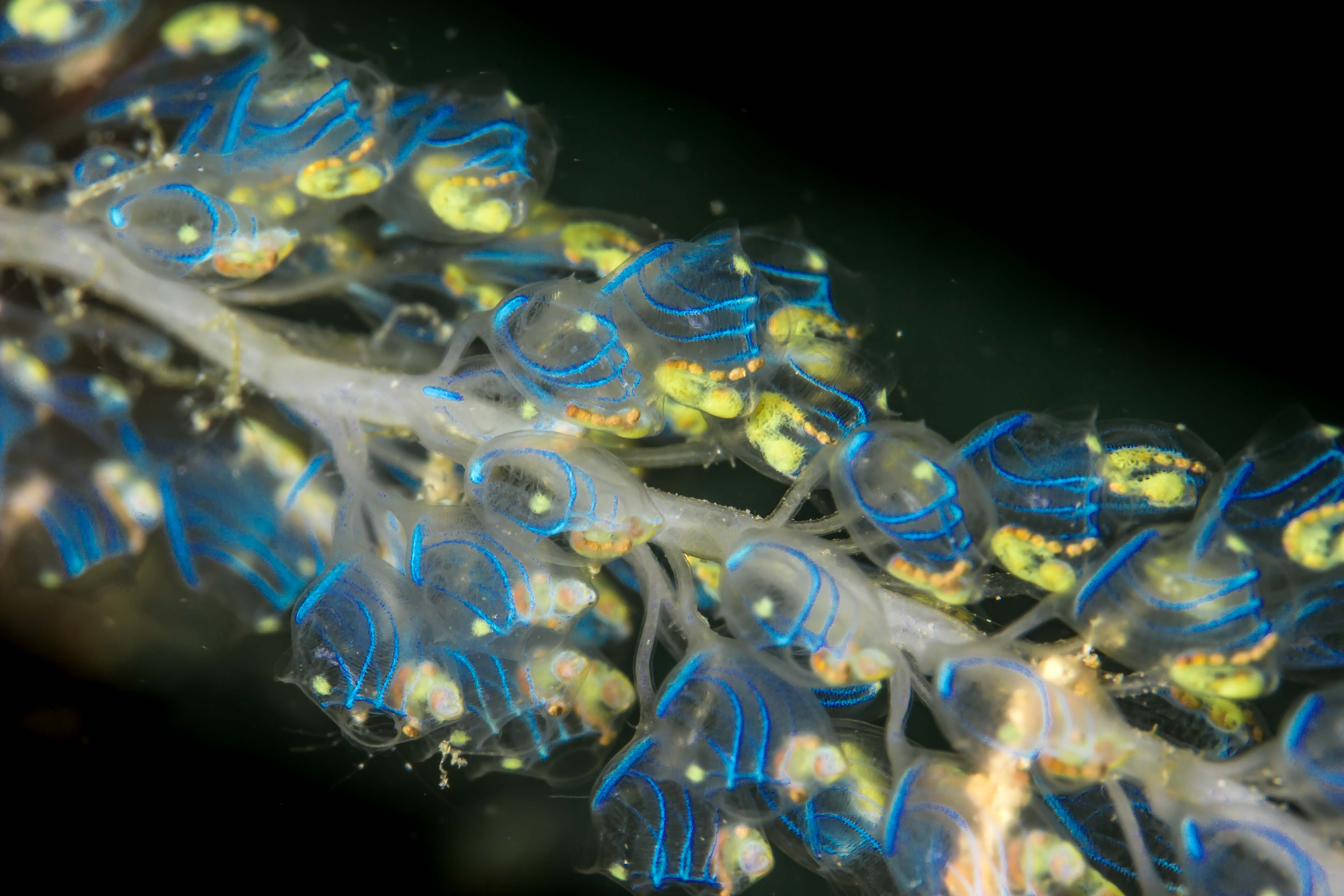 PEROPHORA NAMEI