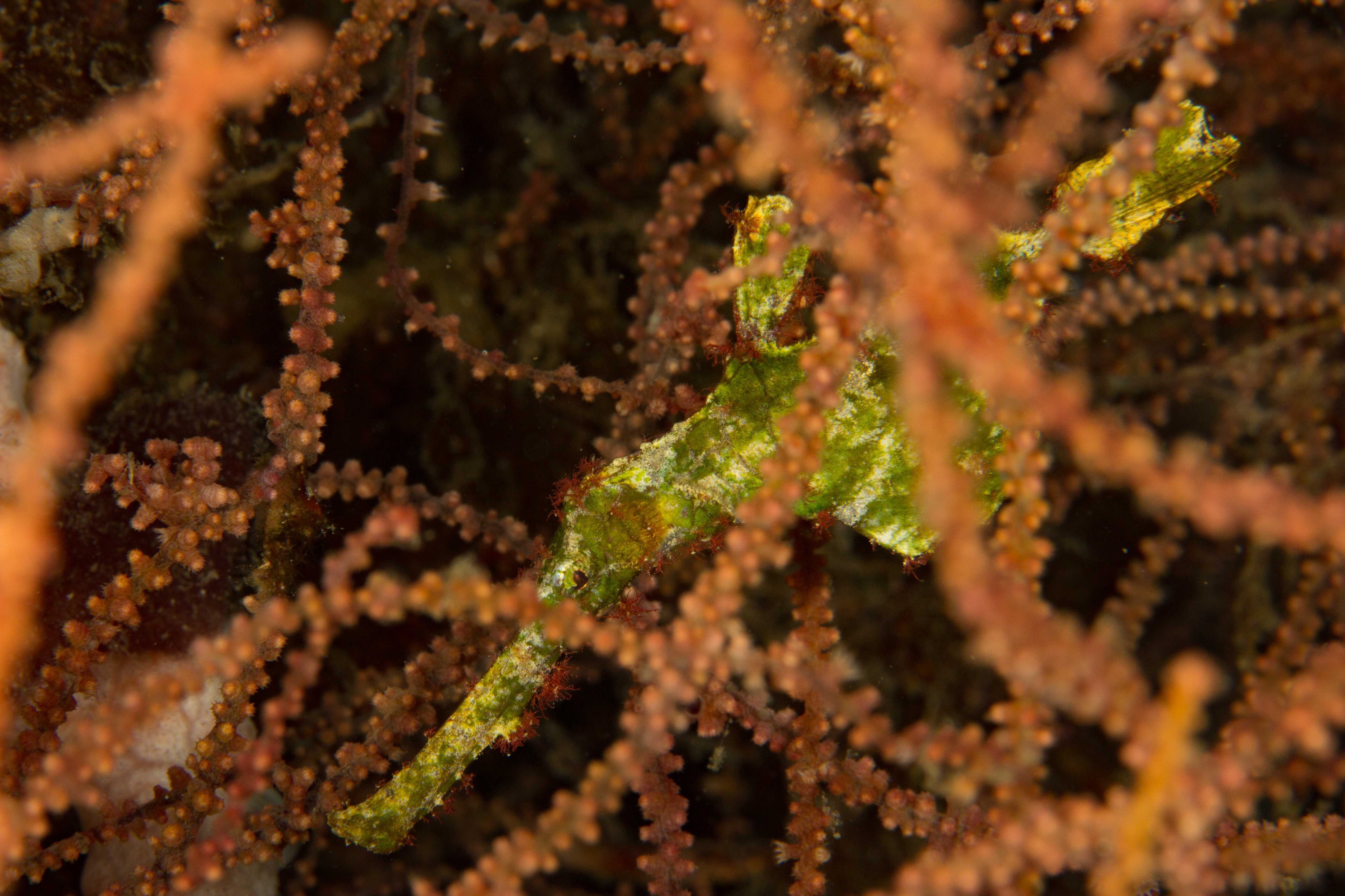 SOLENOSTOMUS HALIMEDA