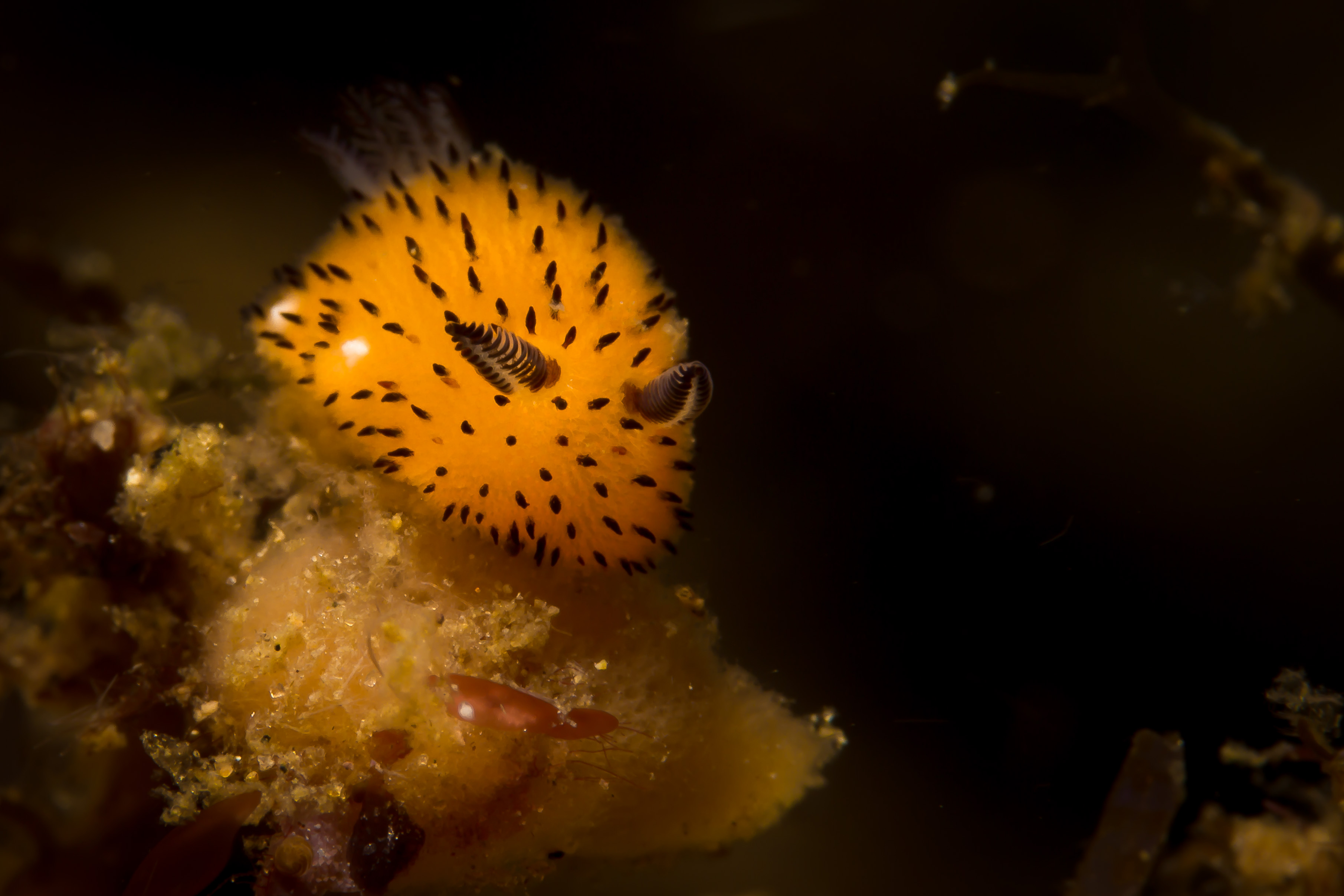 JORUNNA PARVA