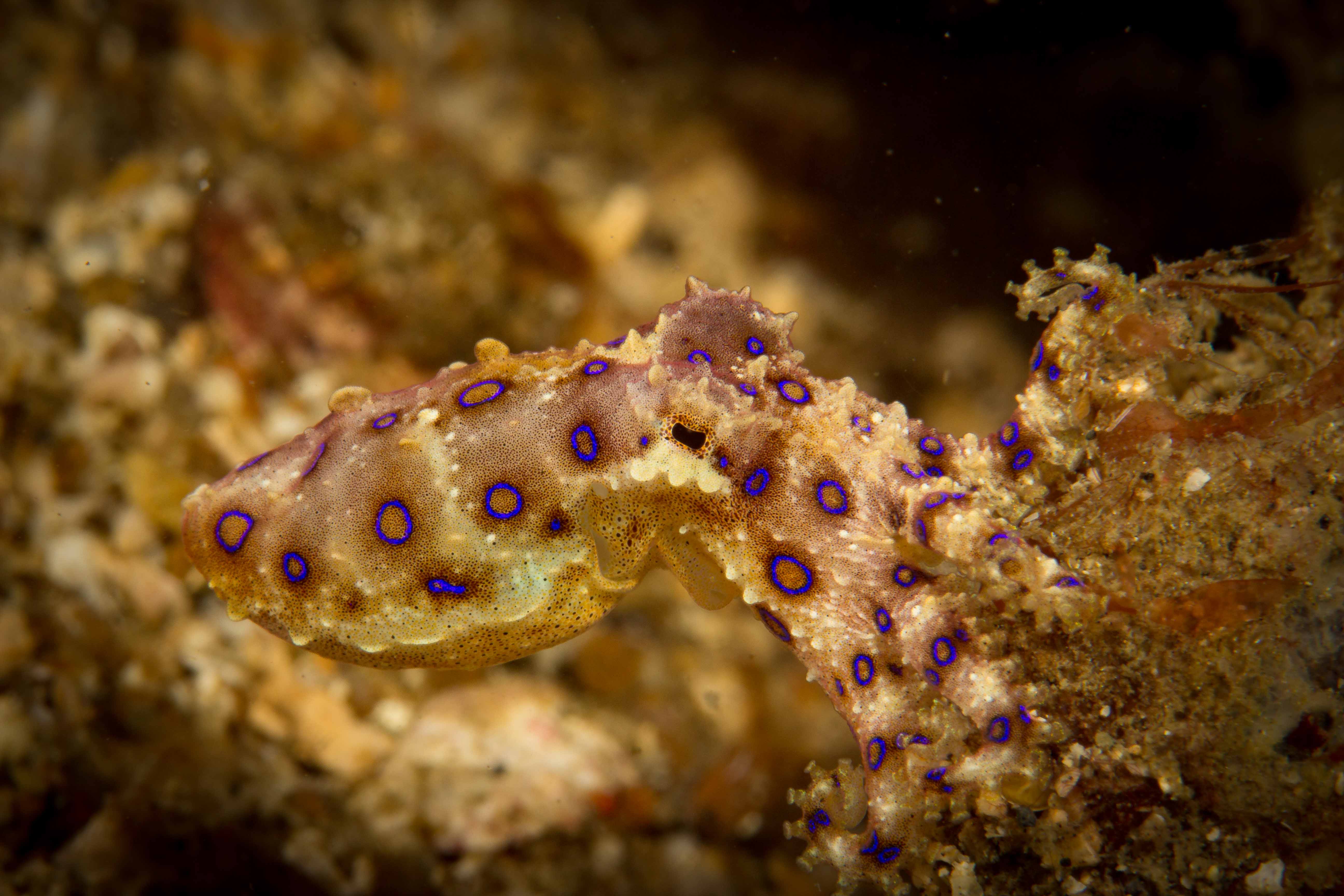 HAPALOCHLAENA SPP.