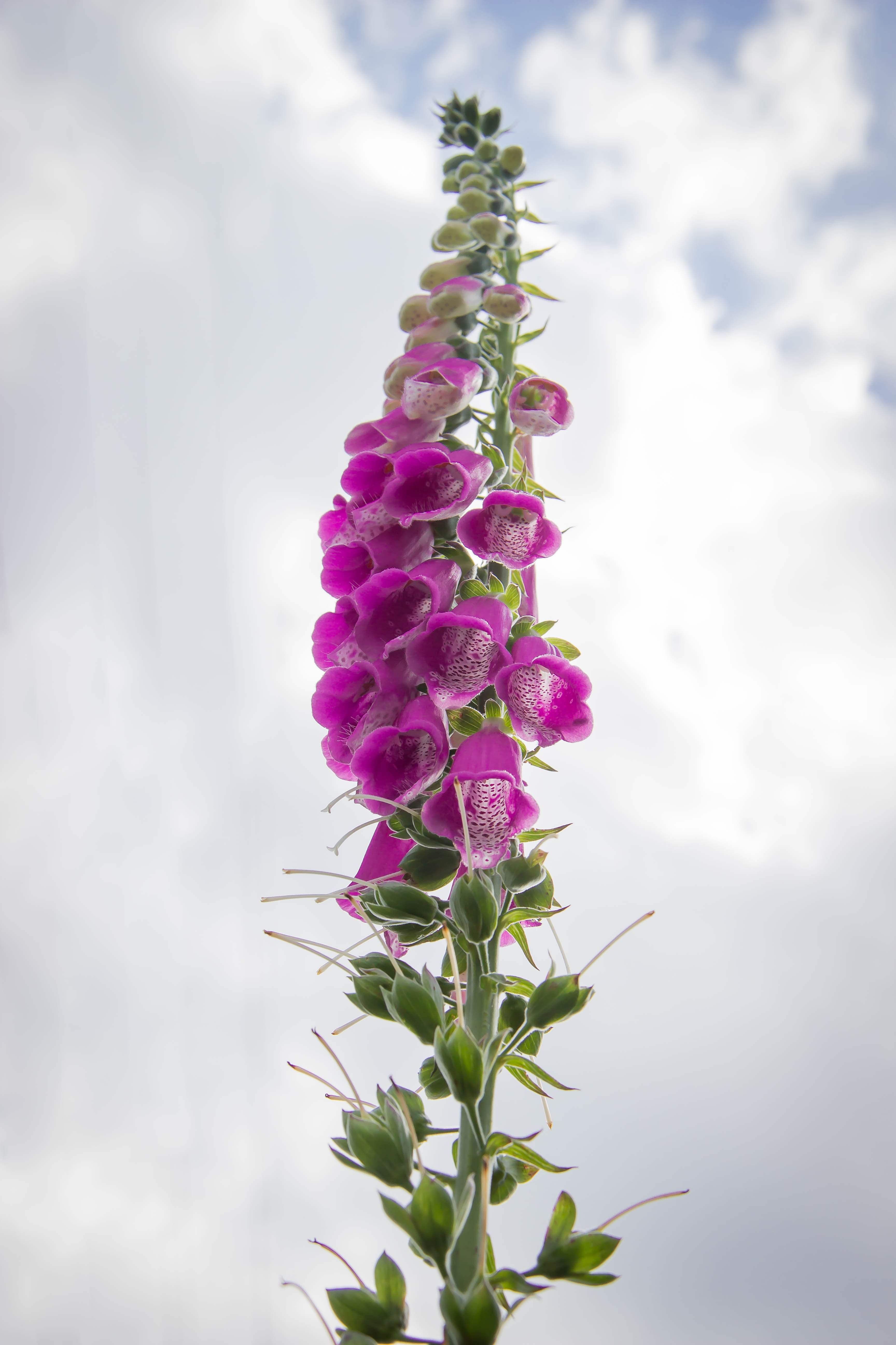 DIGITALIS PURPUREA