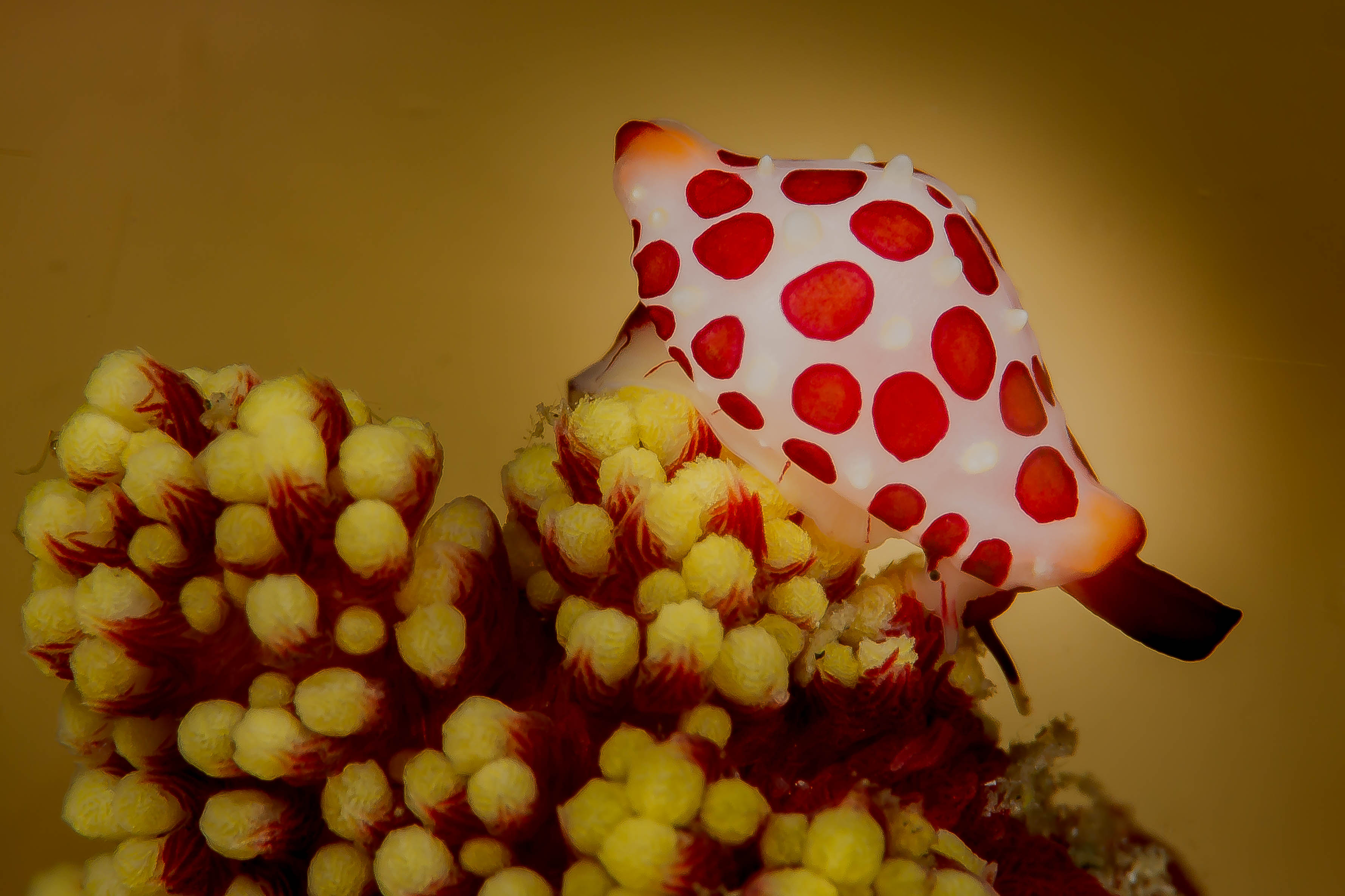 MARGOVULA MARGINATA