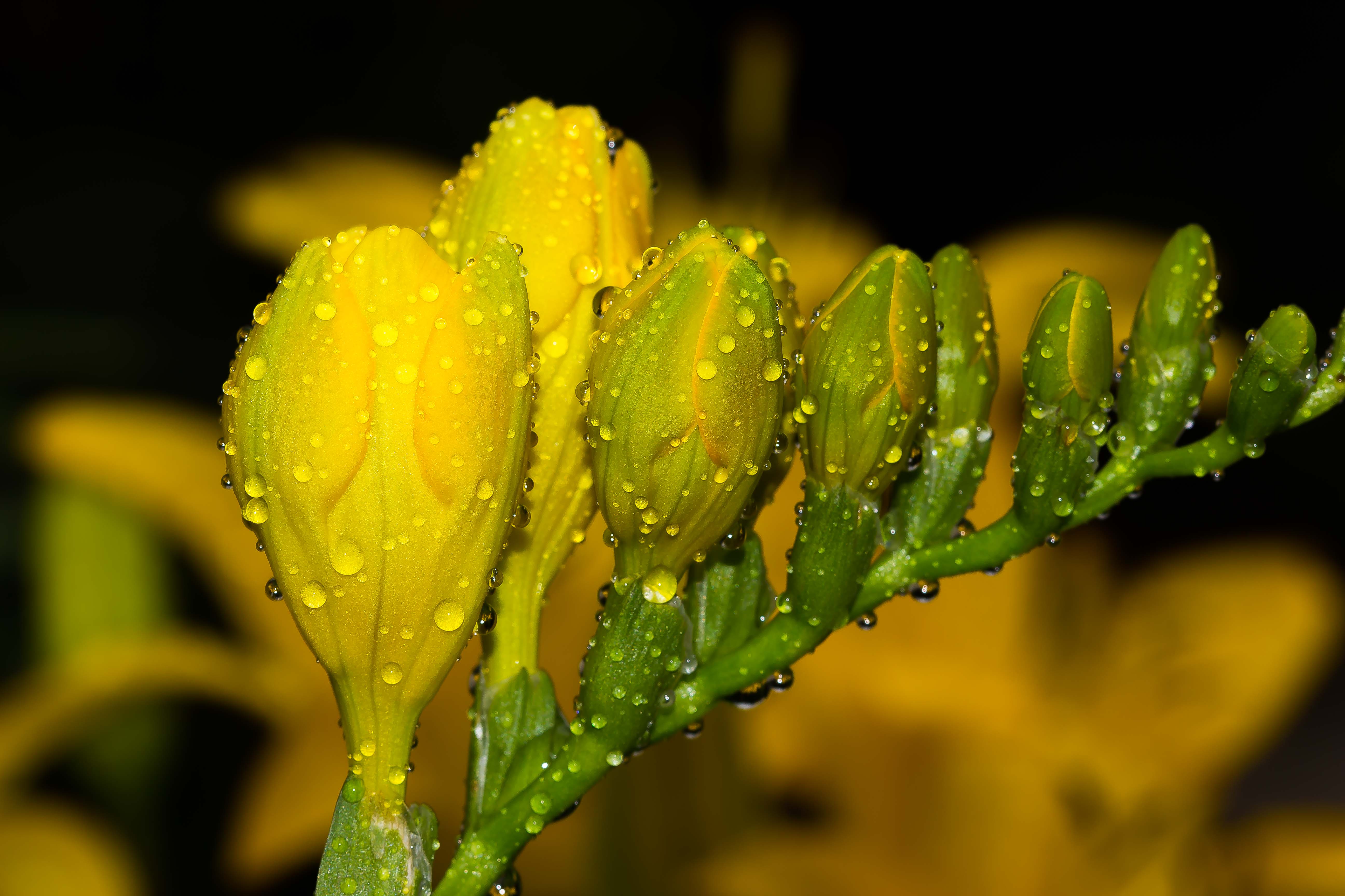 Freesia