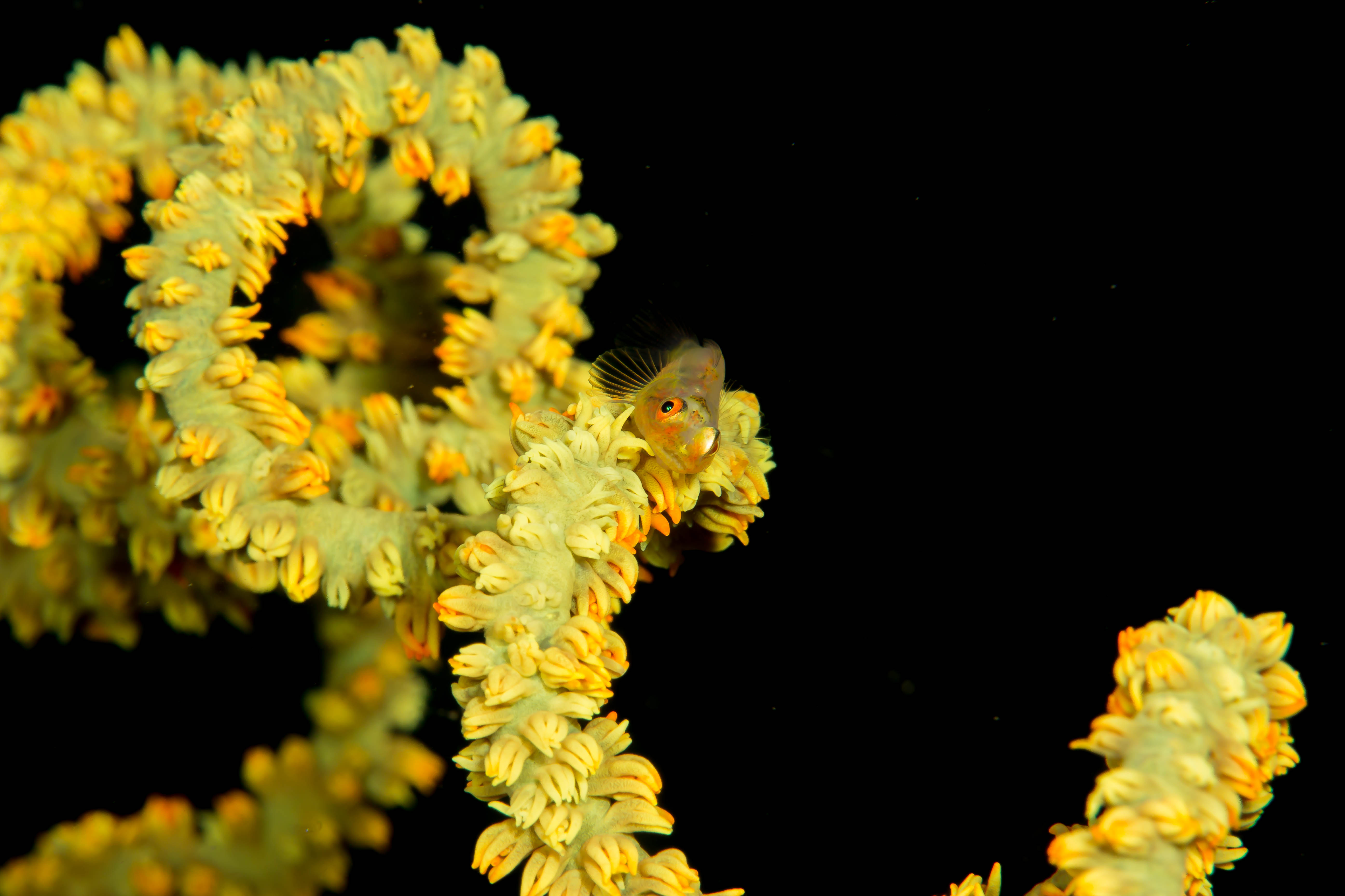 BRYANINOPS YONGEI
