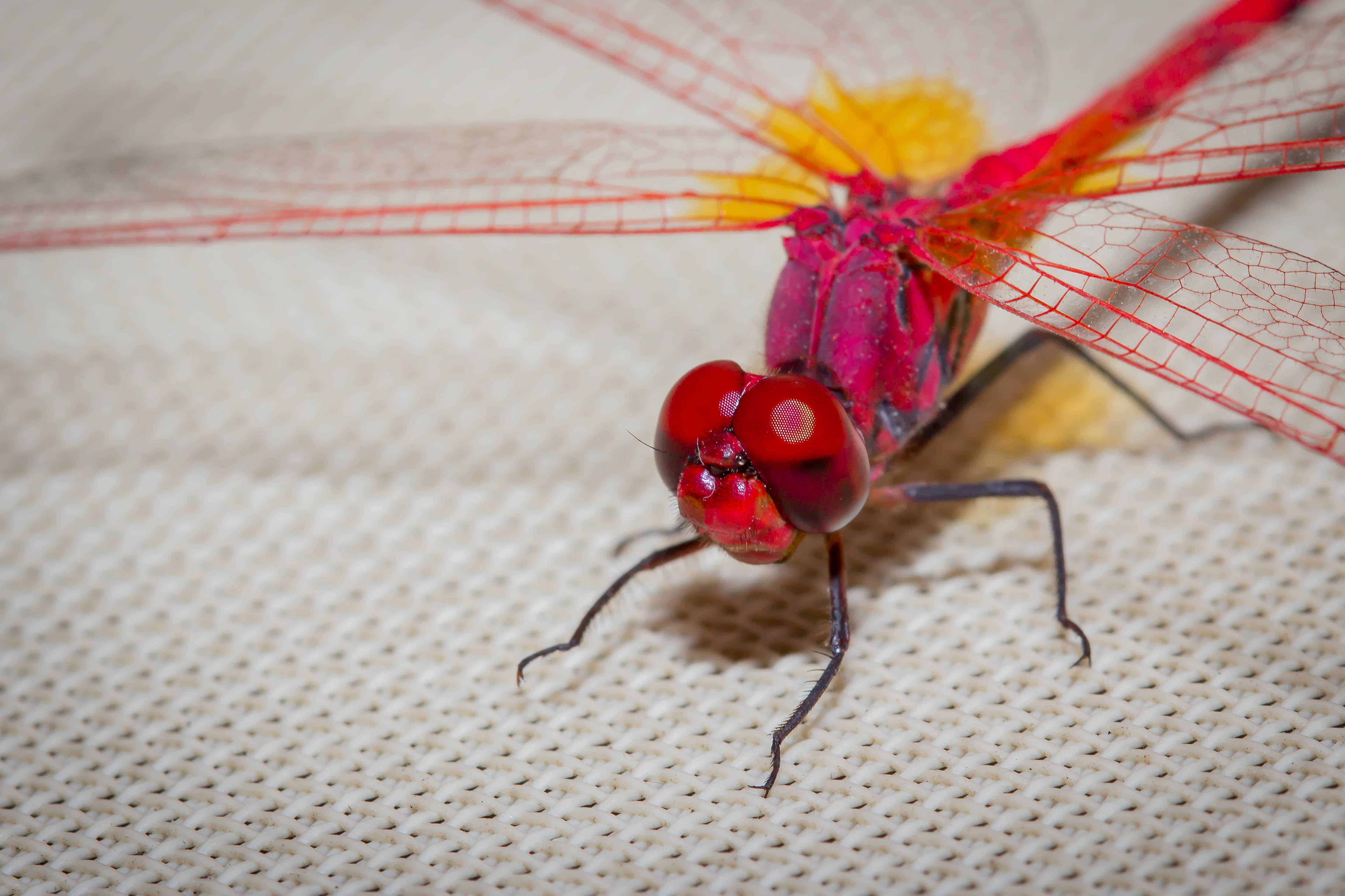 DRAGONFLY
