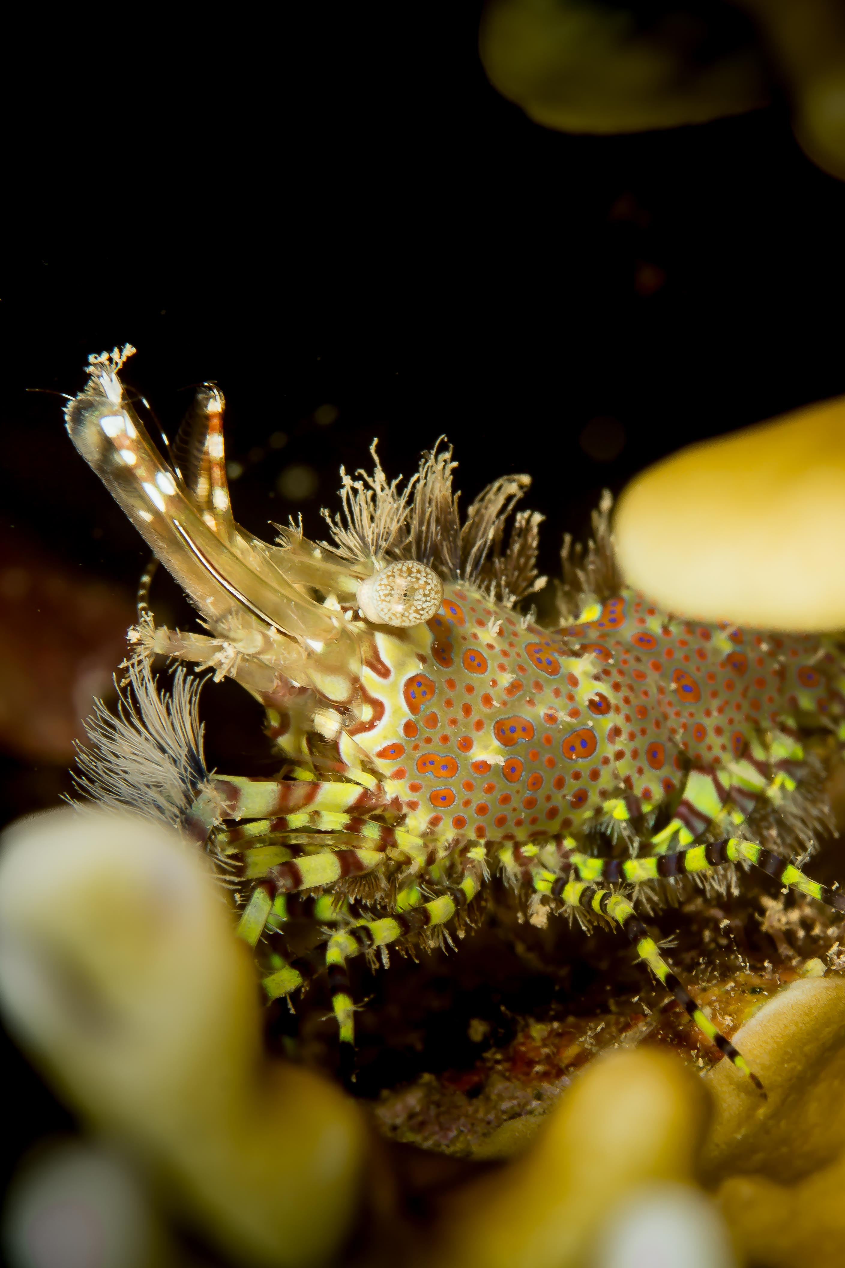 SARON MARMORATUS