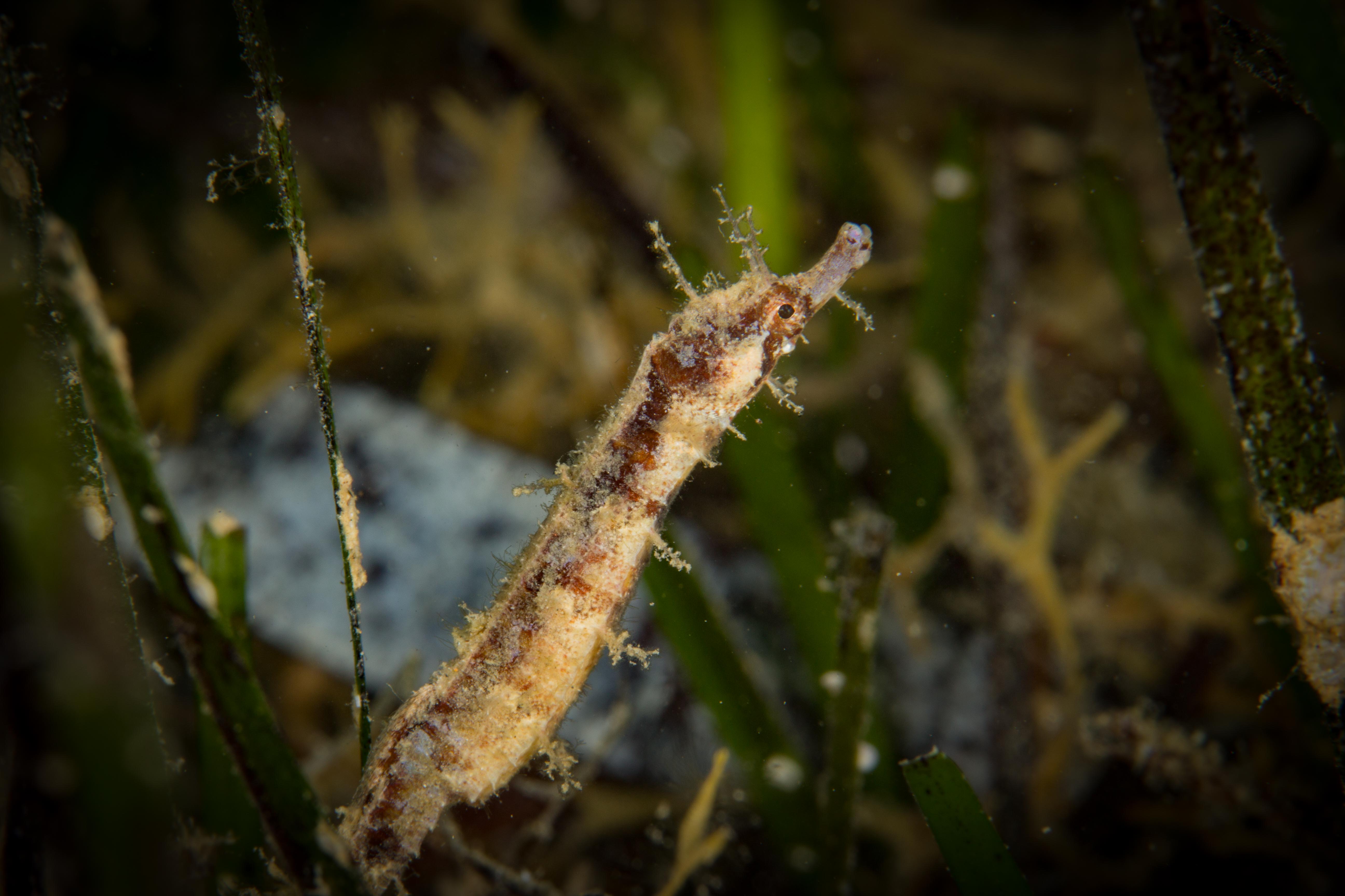 ACENTRONURA TENTACULATA