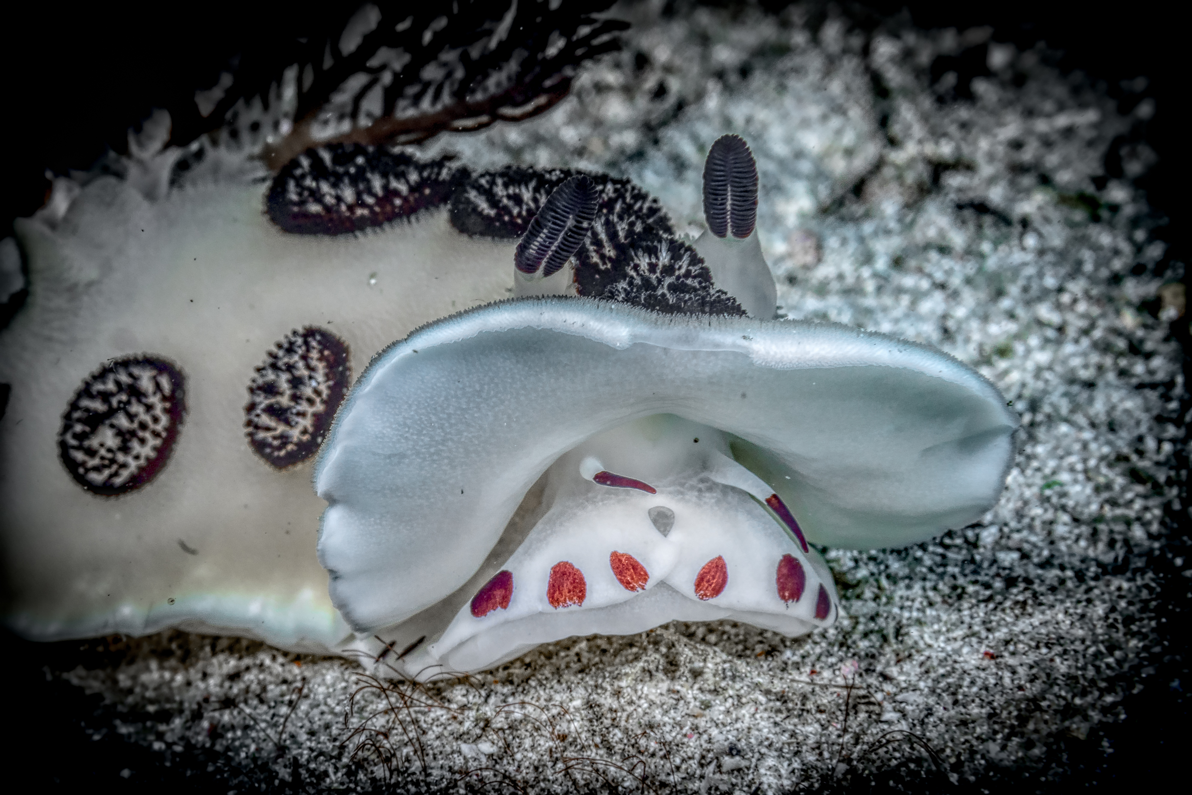 JORUNNA FUNEBRIS