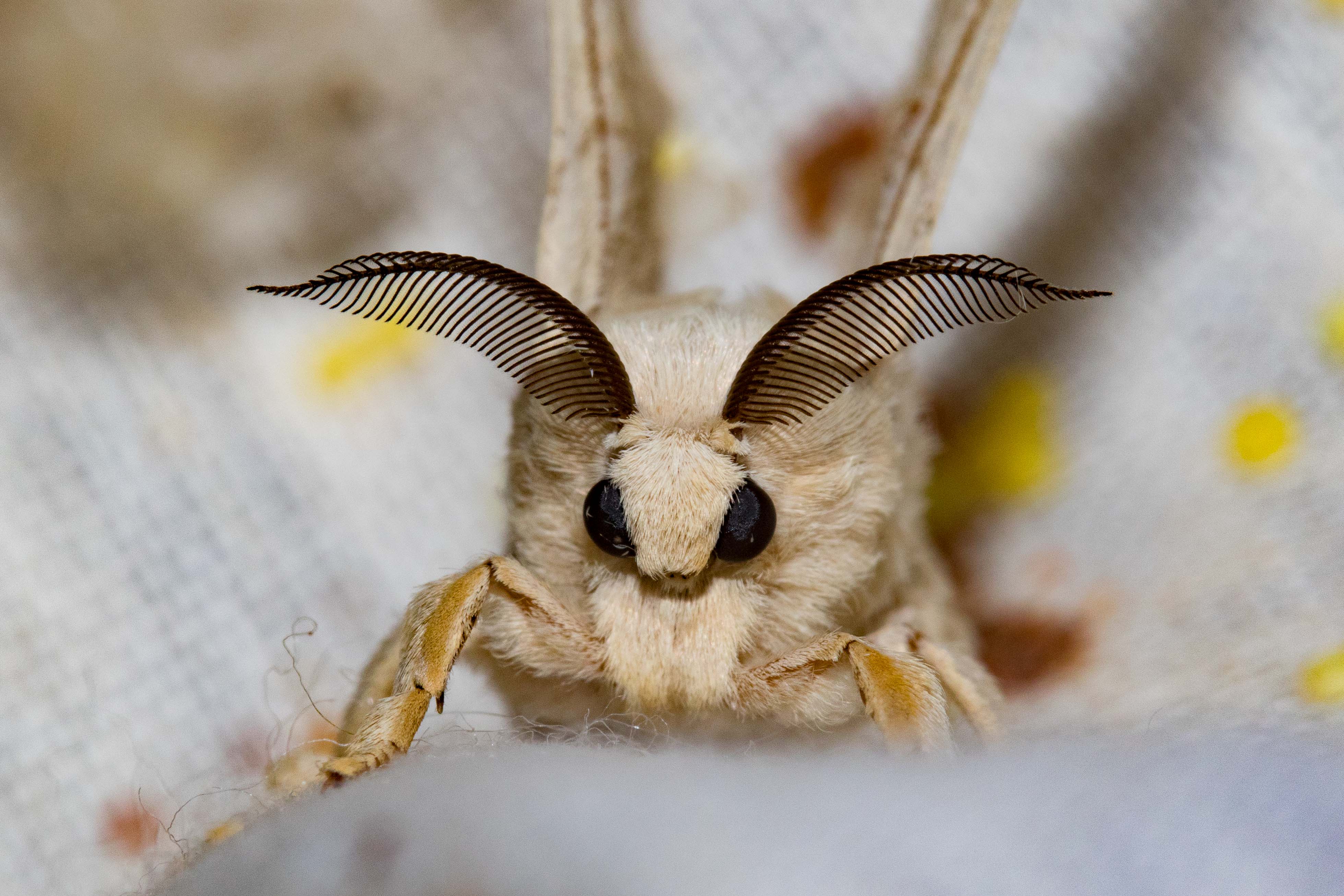 BOMBYX MORI