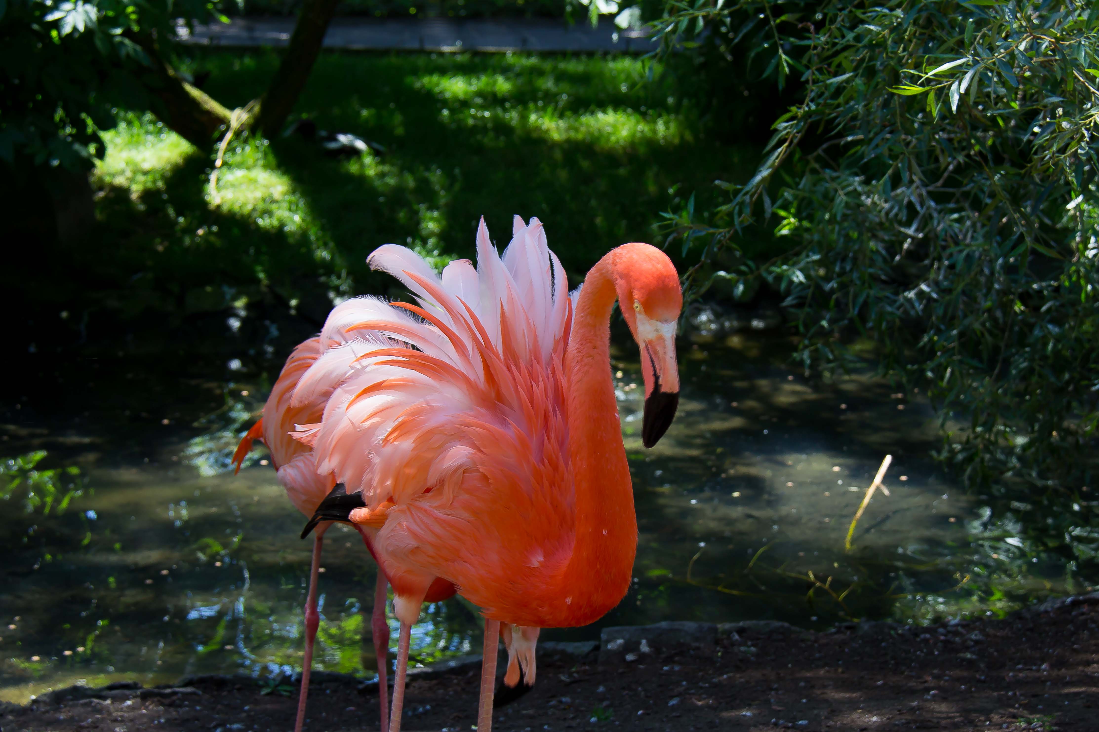 PHOENICOPTERUS RUBER ROSEUS