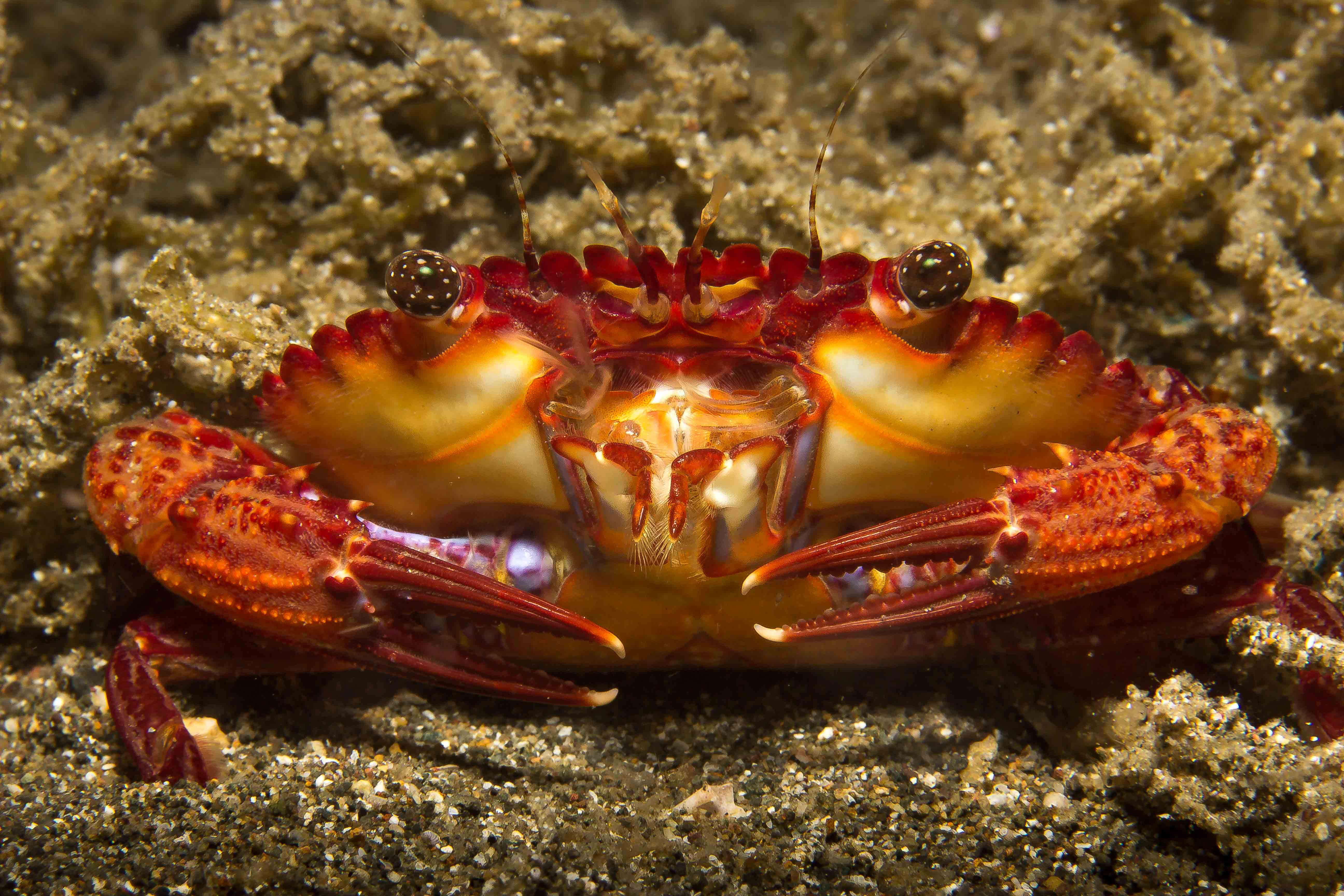 CHARYBDIS NATATOR